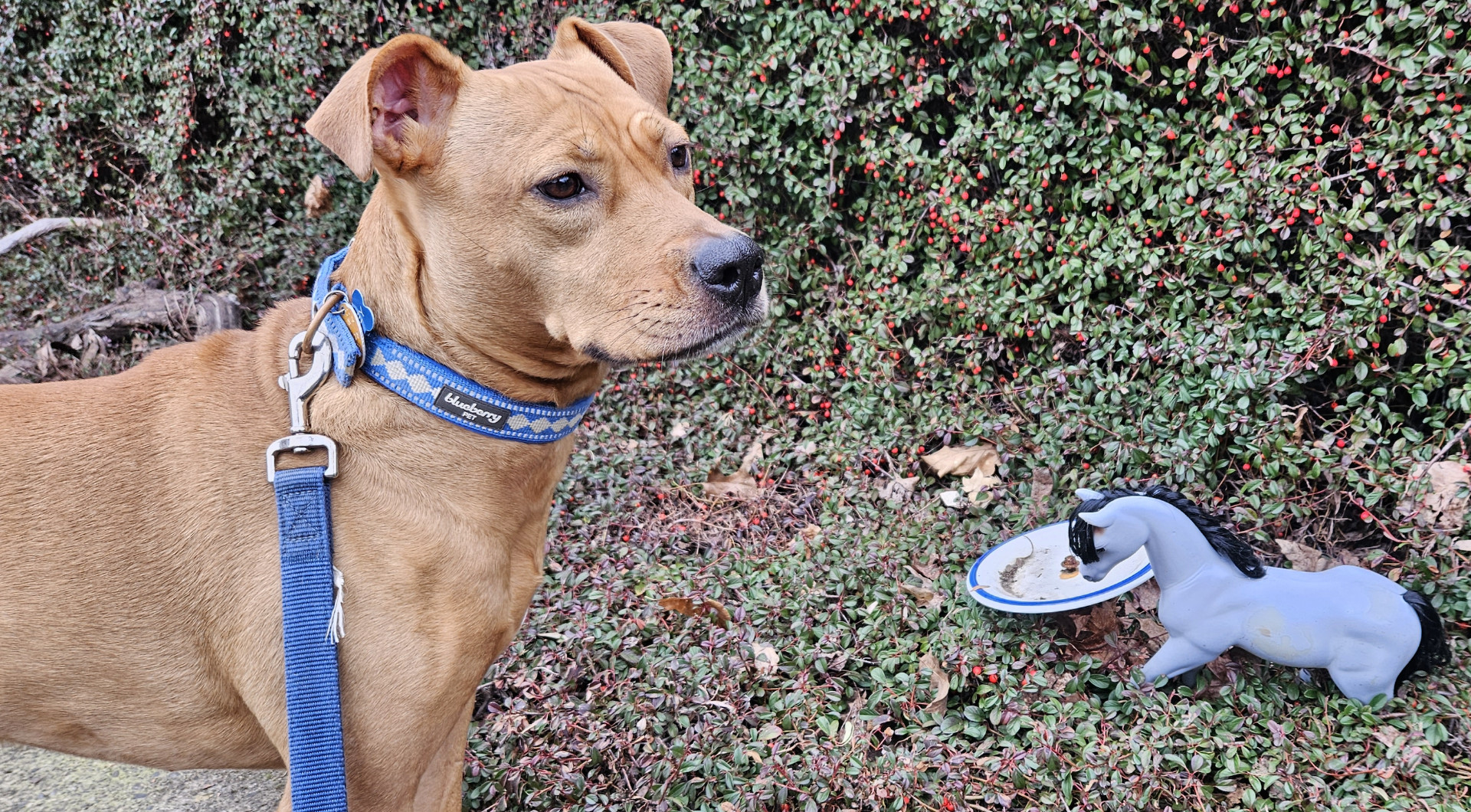 Barley, a dog, meets a tiny horse.