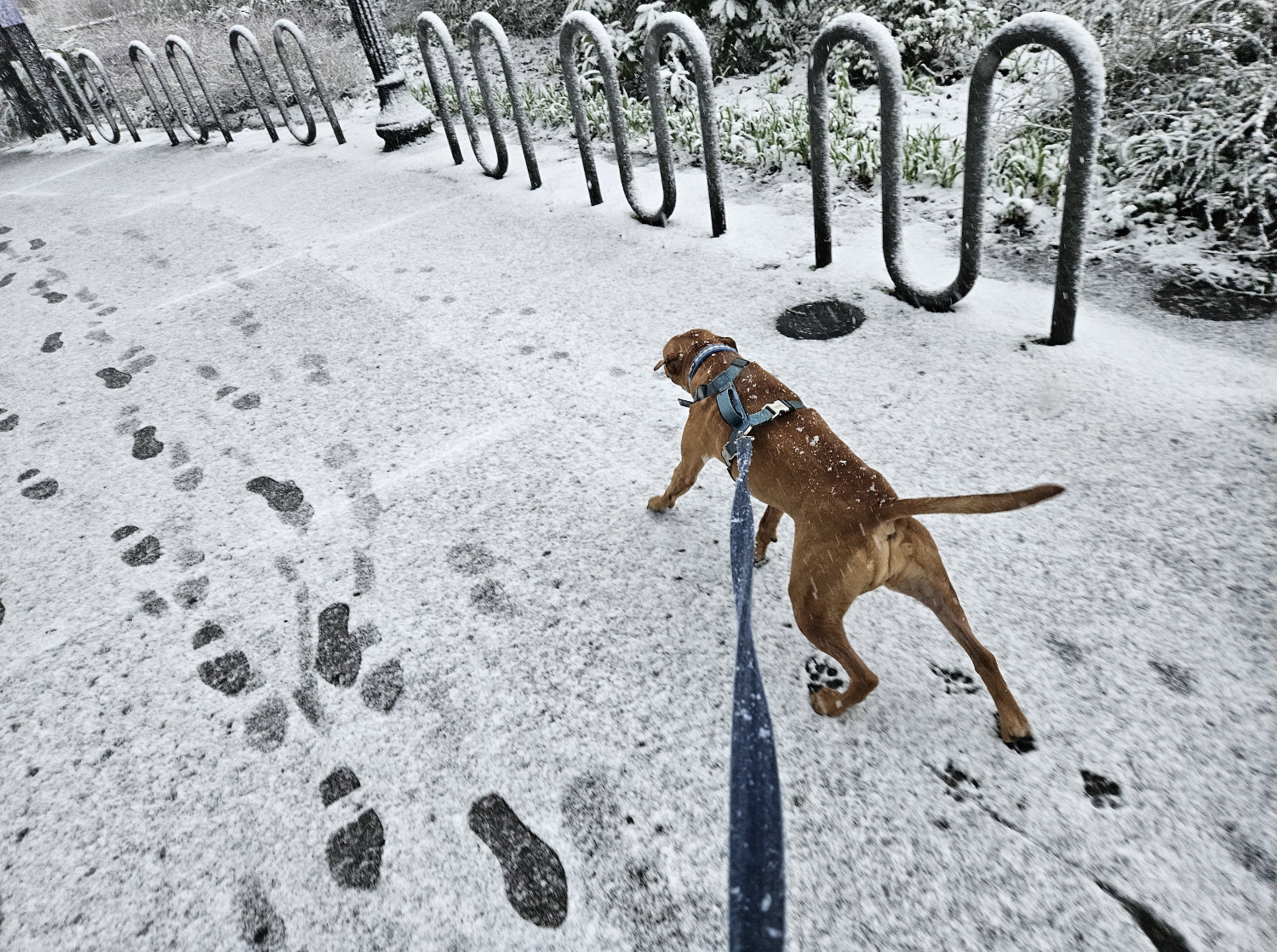 Barley, a dog, pulls ahead into a snow-dusted scene with such force that the very lines of perspective appear to bend.