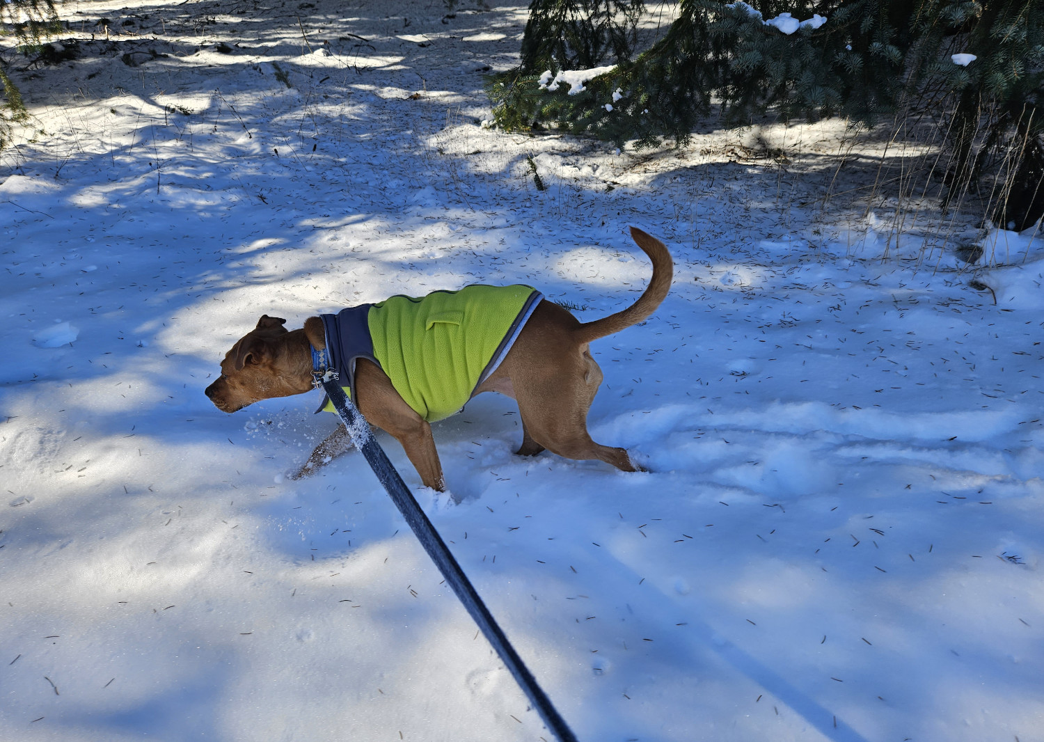 Barley, a dog, forges valiantly ahead through ankle-deep snow, cloaked in broad shadows.