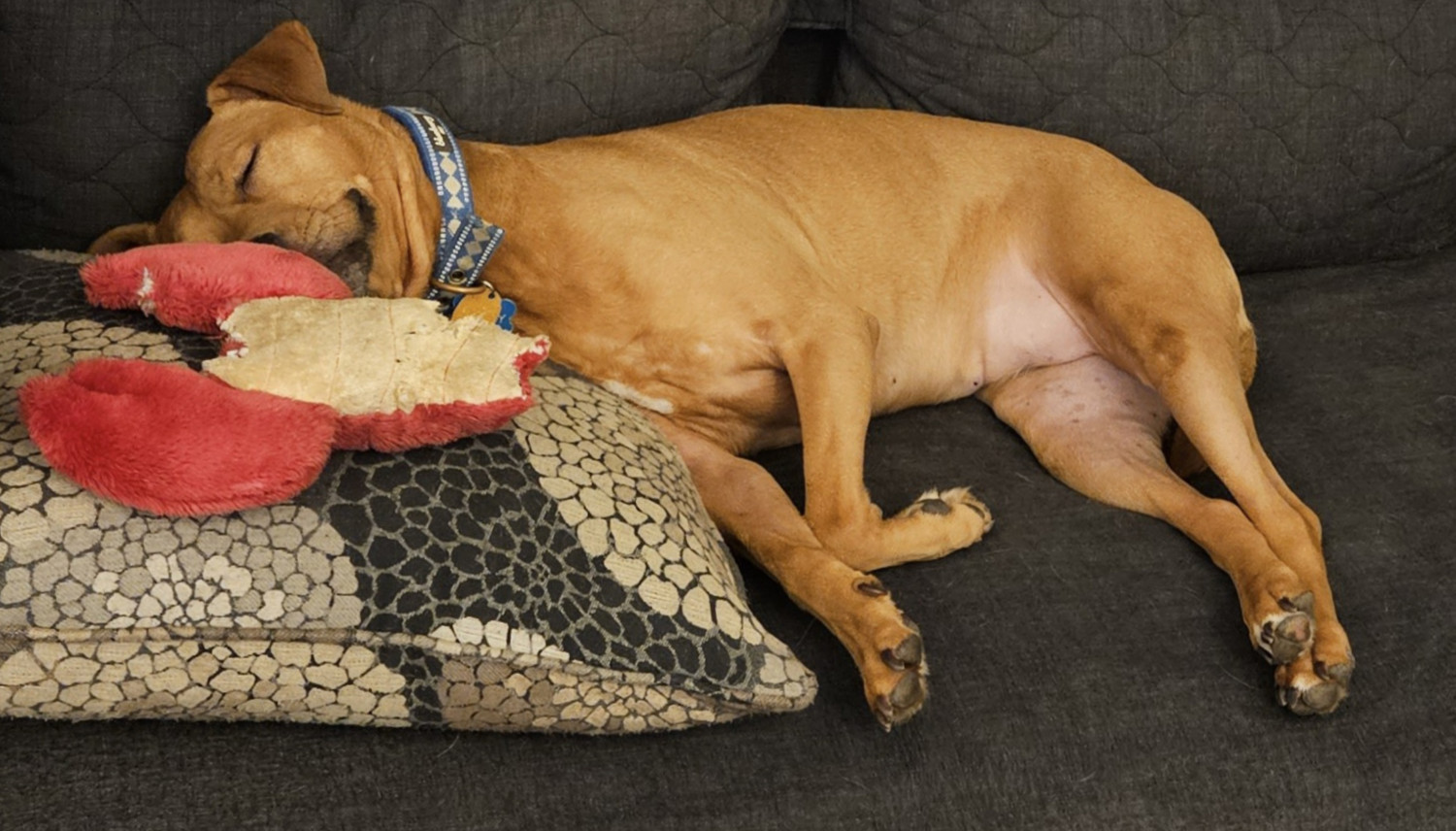 Barley, a dog, sleeps the blessed sleep of the innocent beside Manny, once a lobster chew toy, now much reduced and many times repaired.