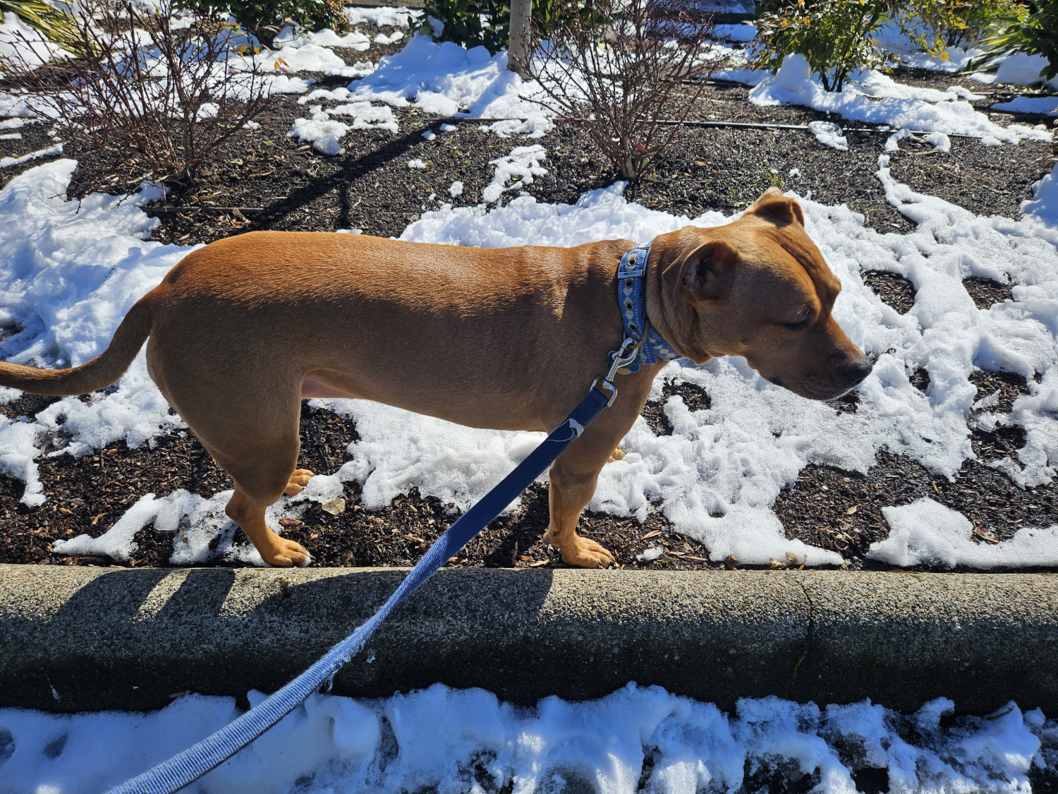 Barley, a dog, surveys what little snow remains as the sun reasserts itself.