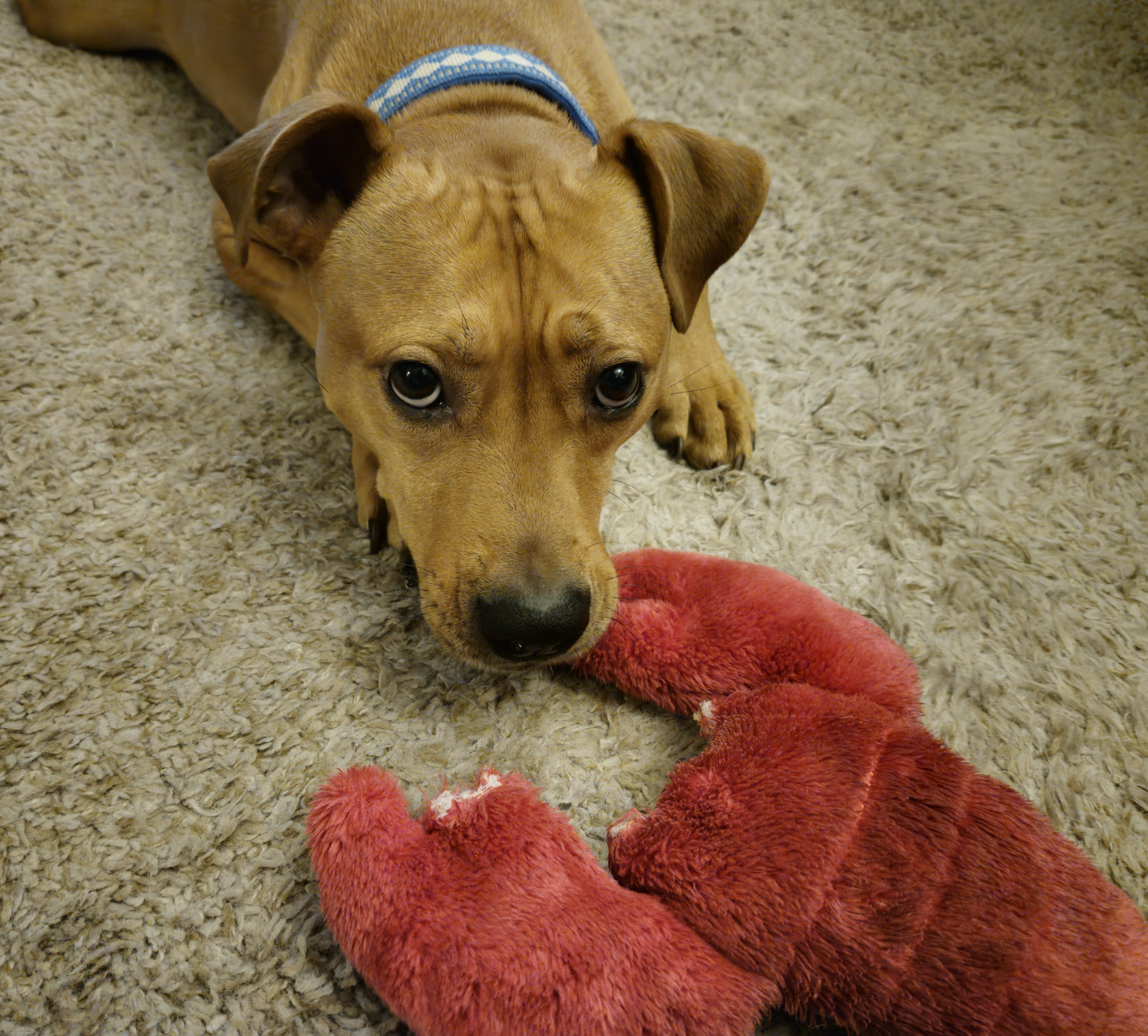 Barley, a dog, would like the viewer to pick up and throw Manny, a beleaguered dog toy that is still recognizable as a lobster.