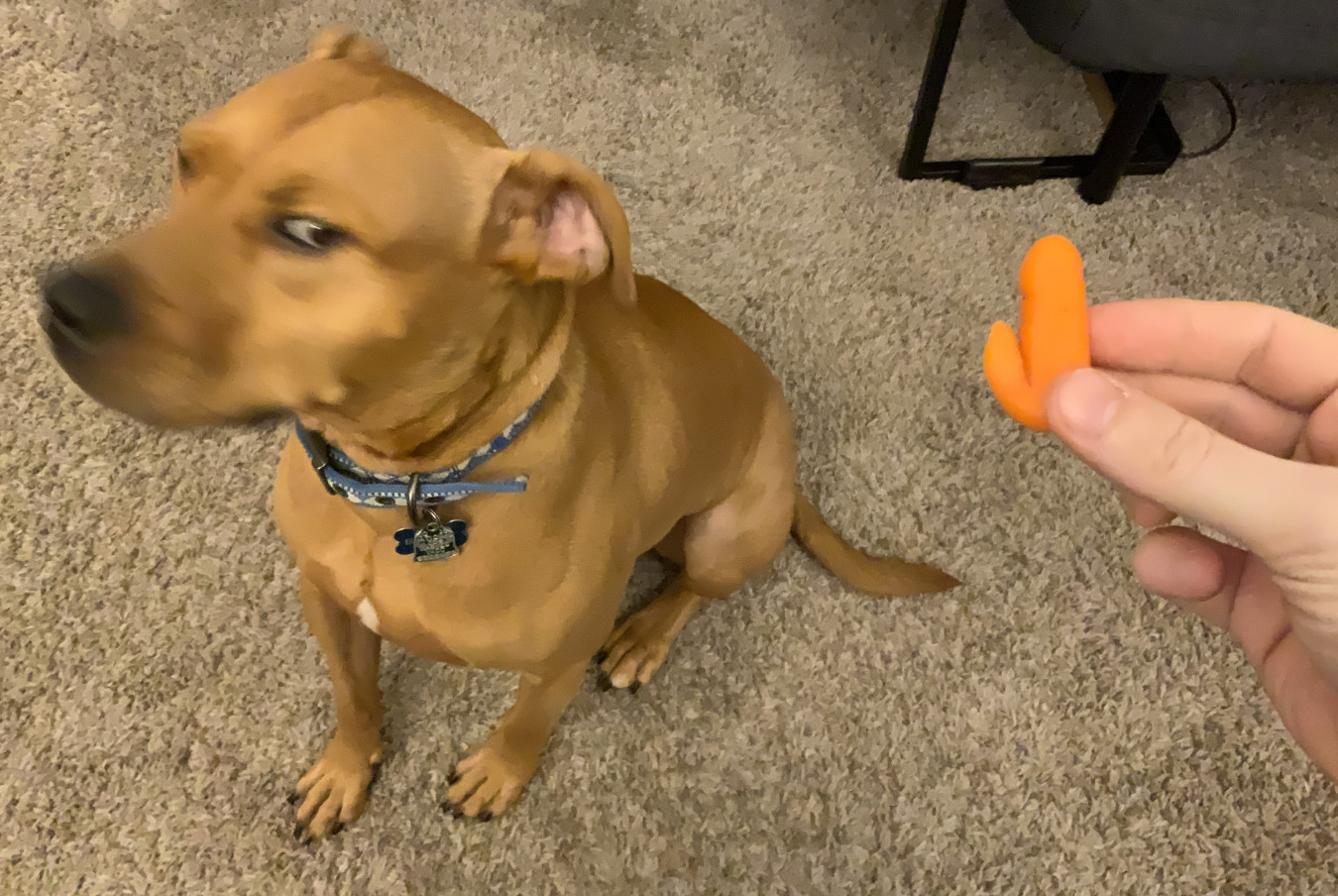 Barley, a dog, appears to give a questionably-shaped baby carrot a mean side-eye.