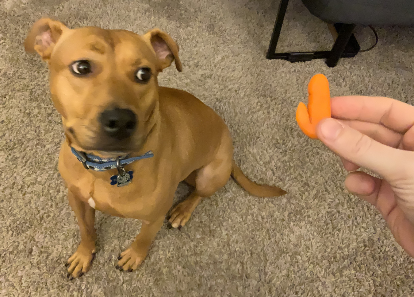 Barley, a dog, reconsiders her initial appraisal of the questionably-shaped baby carrot.