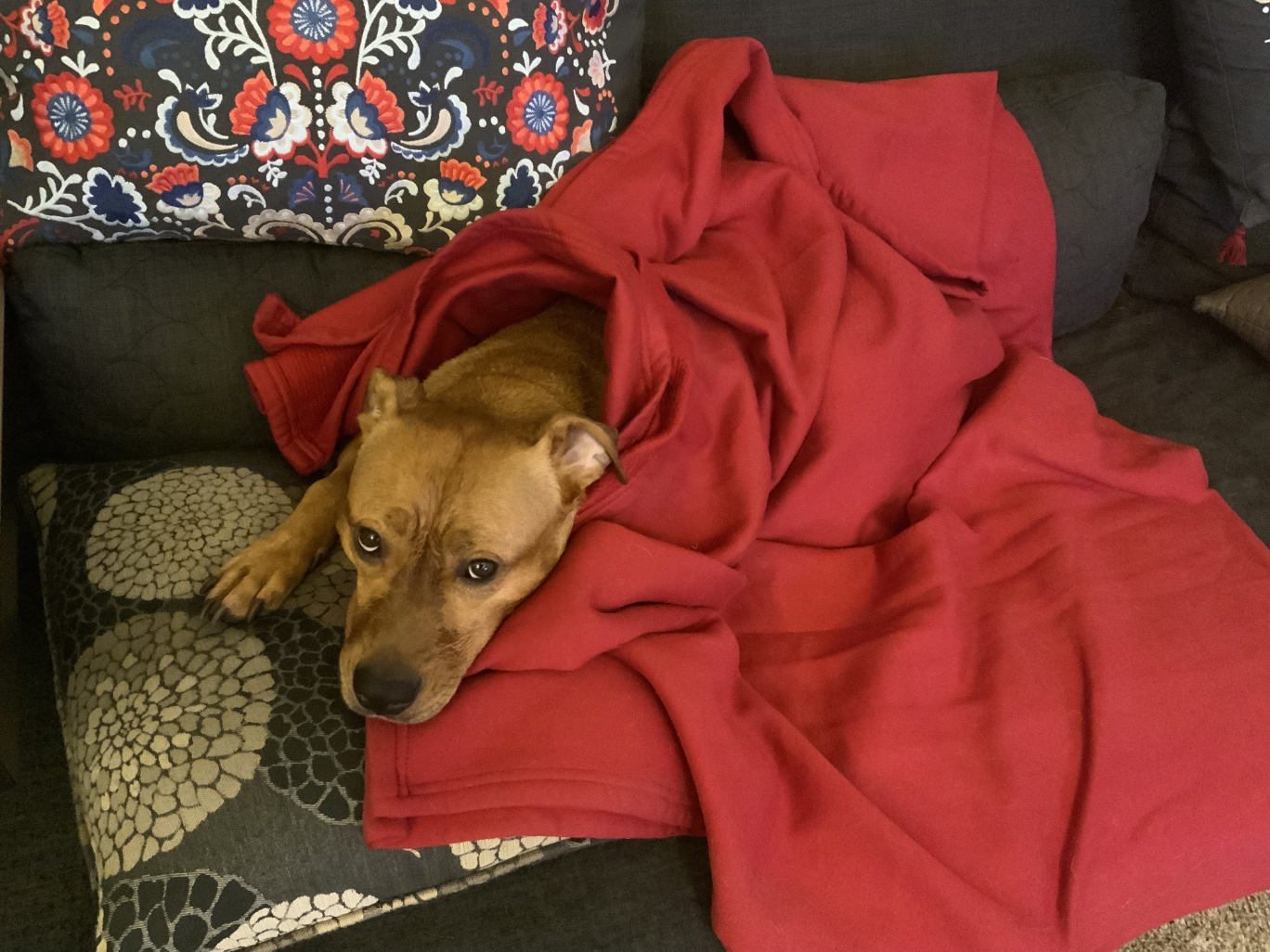 Barley, a dog, warms herself under a rumpled scarlet blanket.