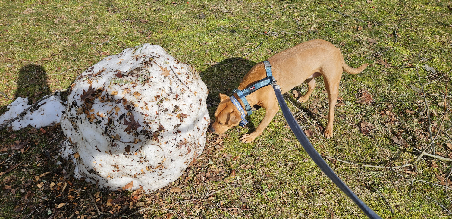 Barley, a dog, overcomes her fear of a ball of snow.