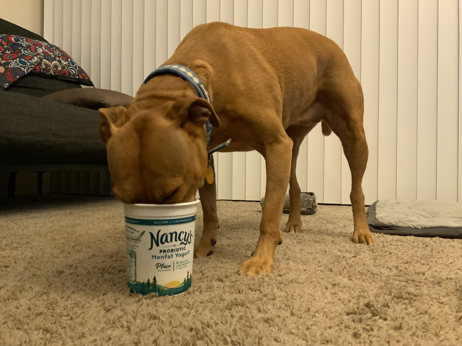 Barley, a dog, plumbs the final depths of a quart of probiotic yogurt.