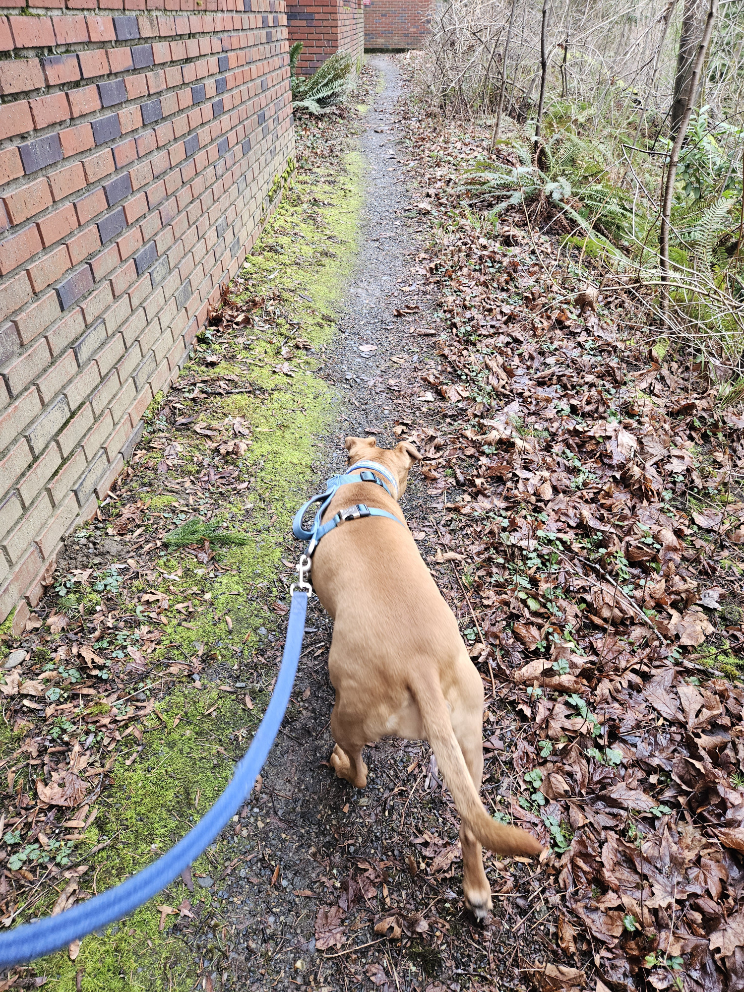 Barley, a dog, walks ahead on a secluded bath around behind the back of a brick building.