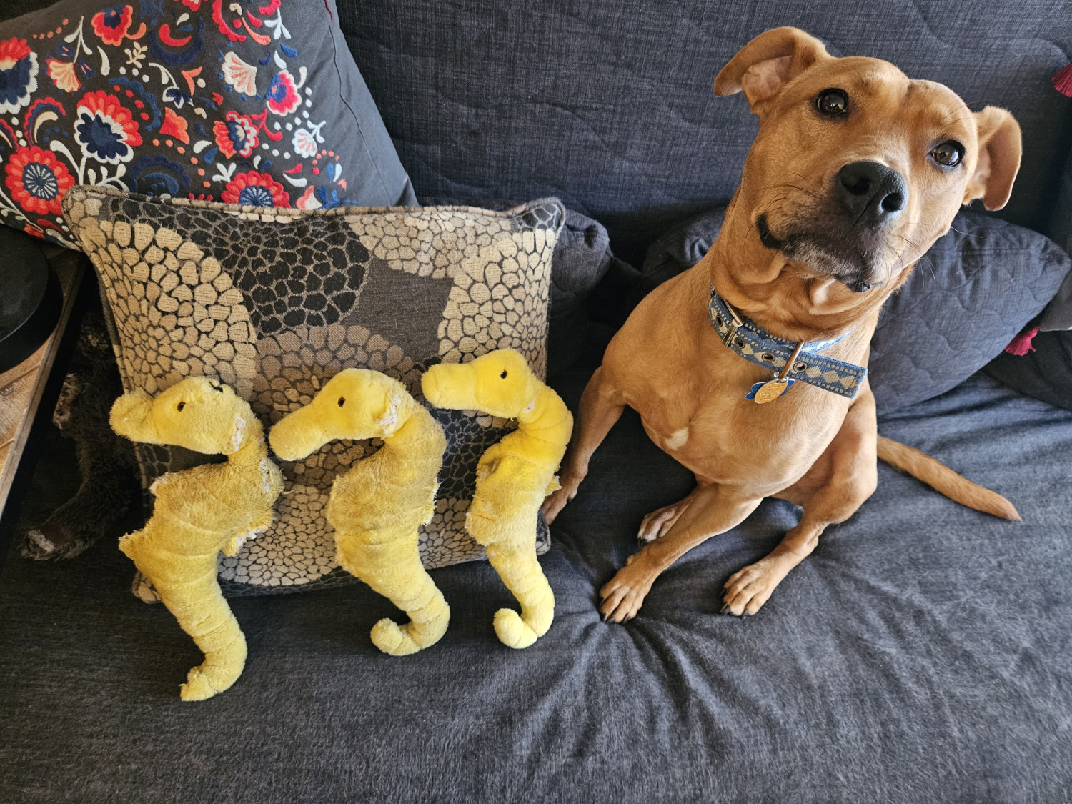 Barley, a dog, sits beside three plush seahorses, once identical and now showing varying levels of wear.