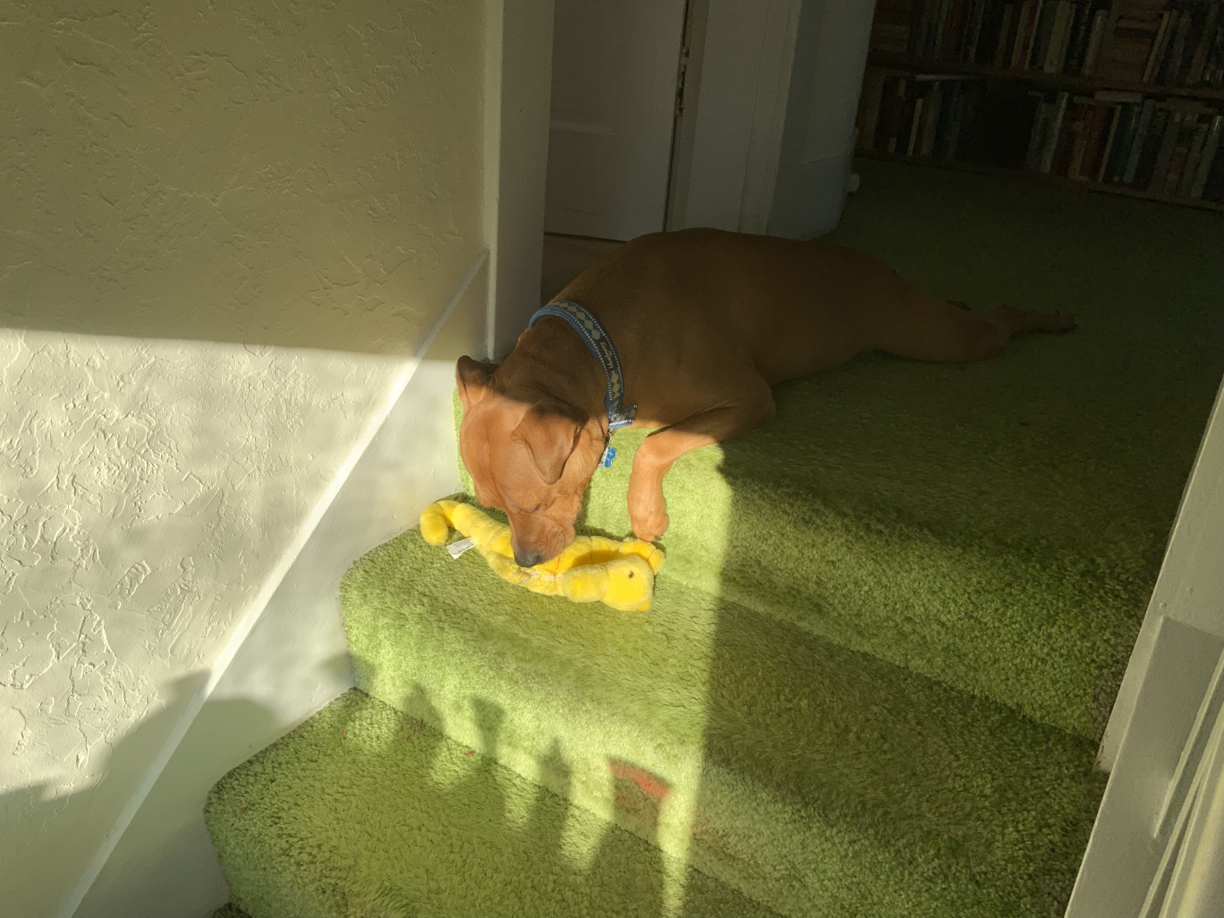 Barley, a dog, hangs her head off the top of the stairs to catch a bit of sunlight.