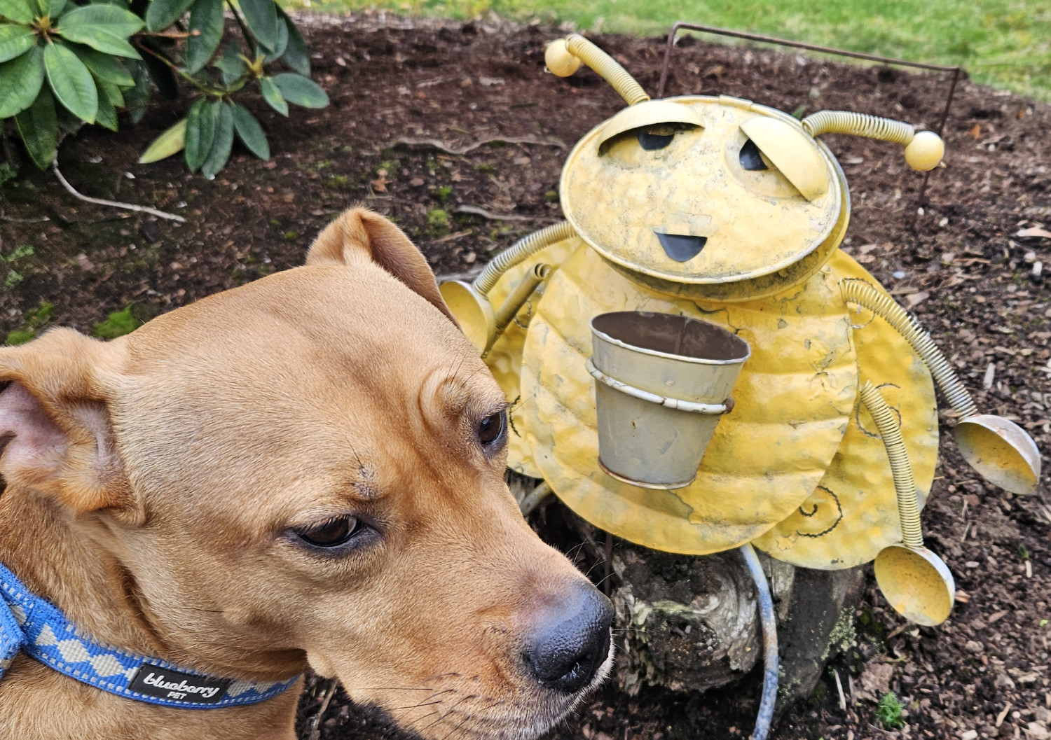 Barley, a dog, looks back in disbelief when confronted with what appears to be a bug stoned out of its goddamned mind.