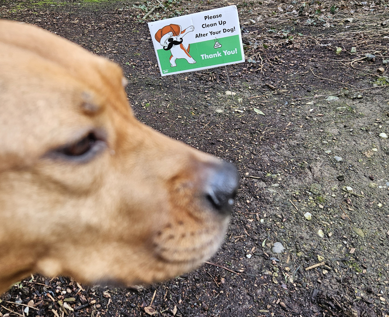 Barley, a dog, is unaware of how many questions a sign about dog poop has raised.