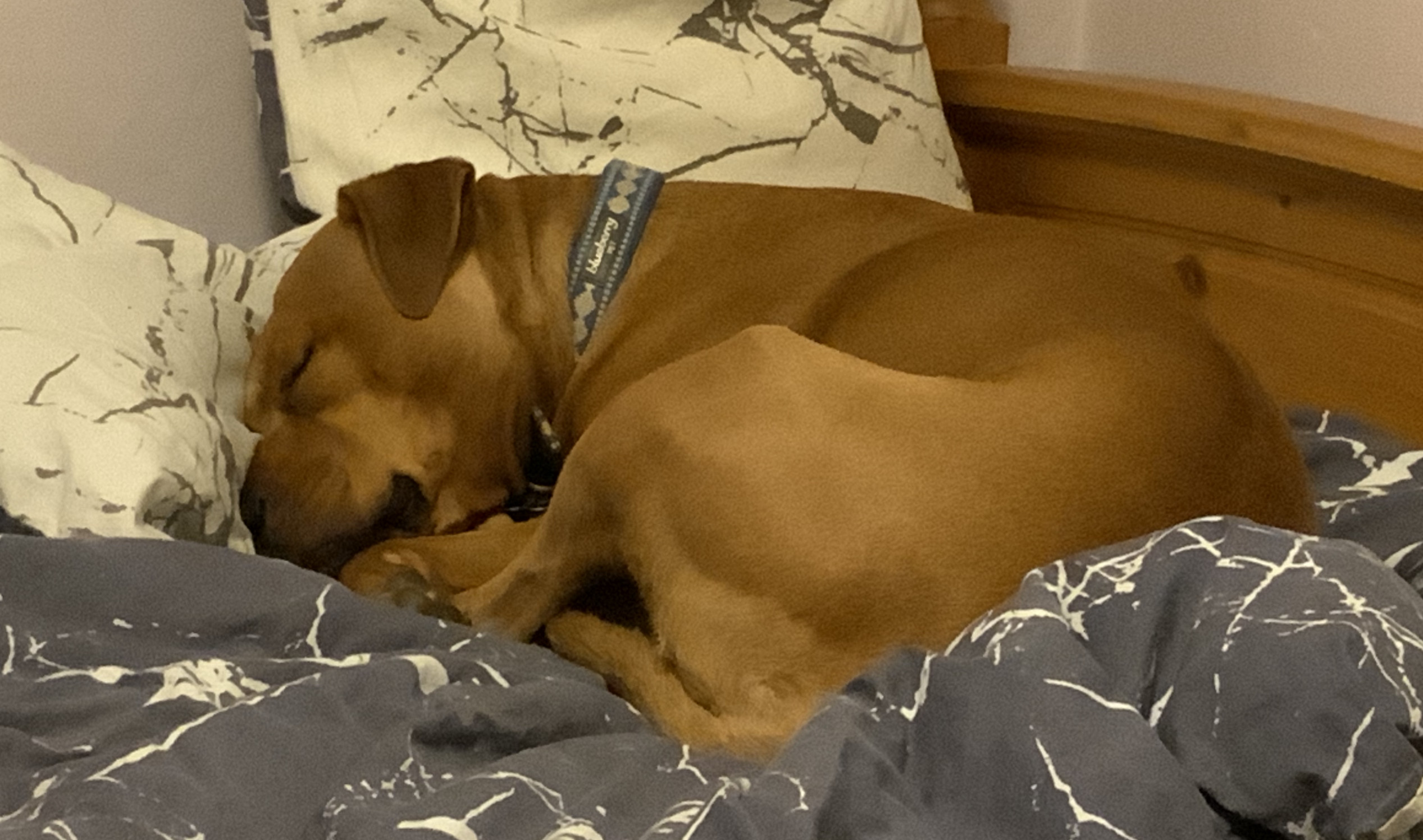 Barley, a dog, is partially submerged in a nest of cozy bedcovers.