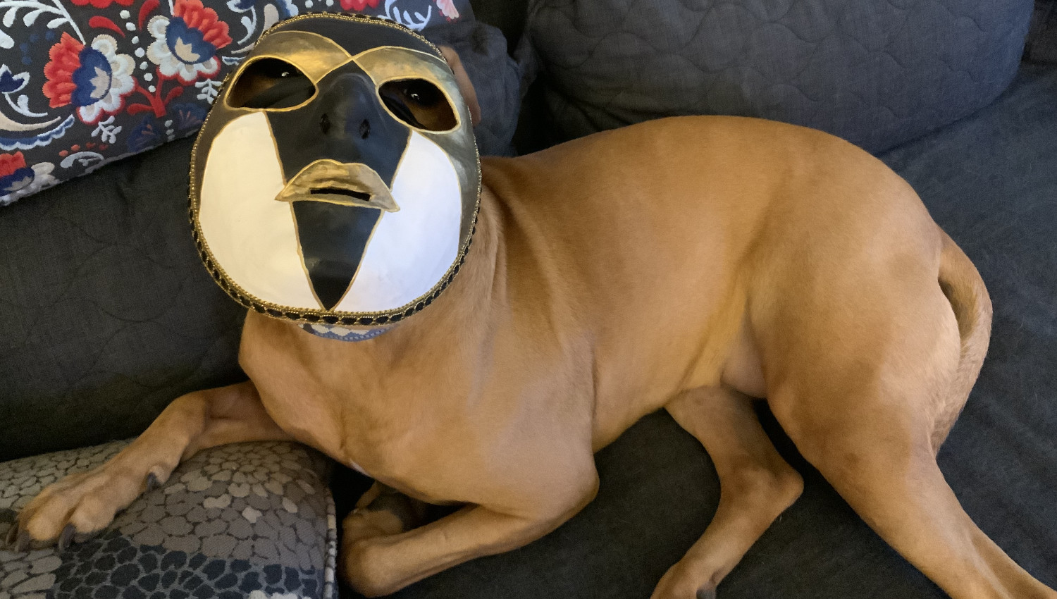 Barley, a dog, balances a carnival mask on her nose and, in so doing, becomes someone's sleep paralysis demon.