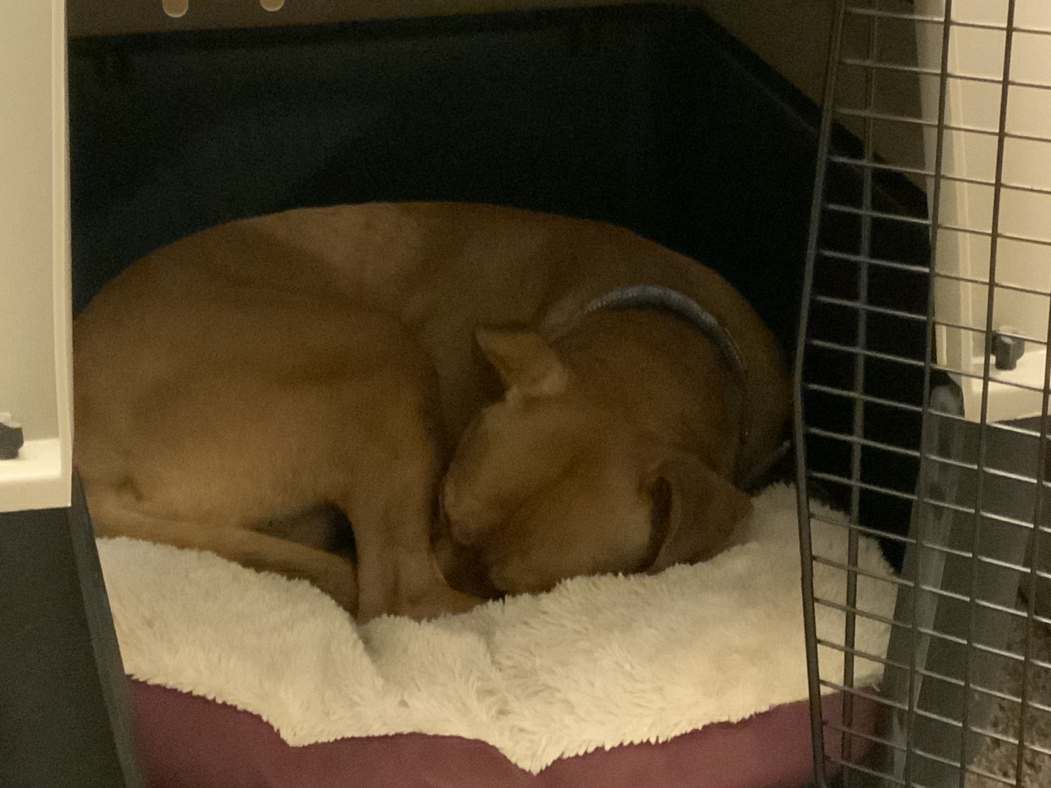 Barley, a dog, snoozes comfortably in her crate.