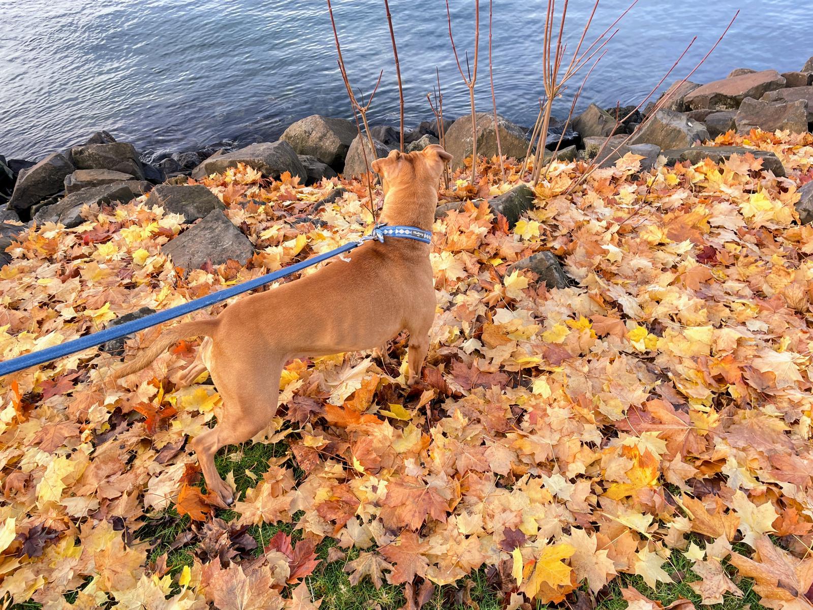 Barley, a dog, blends in suspiciously well with a bed of fallen leaves.