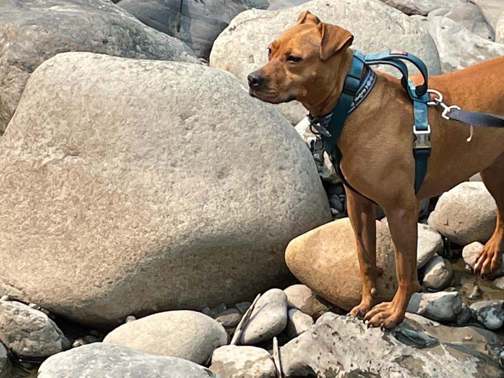 Barley, a dog, is unwilling to proceed any further along the rocky banks of a very shallow river.