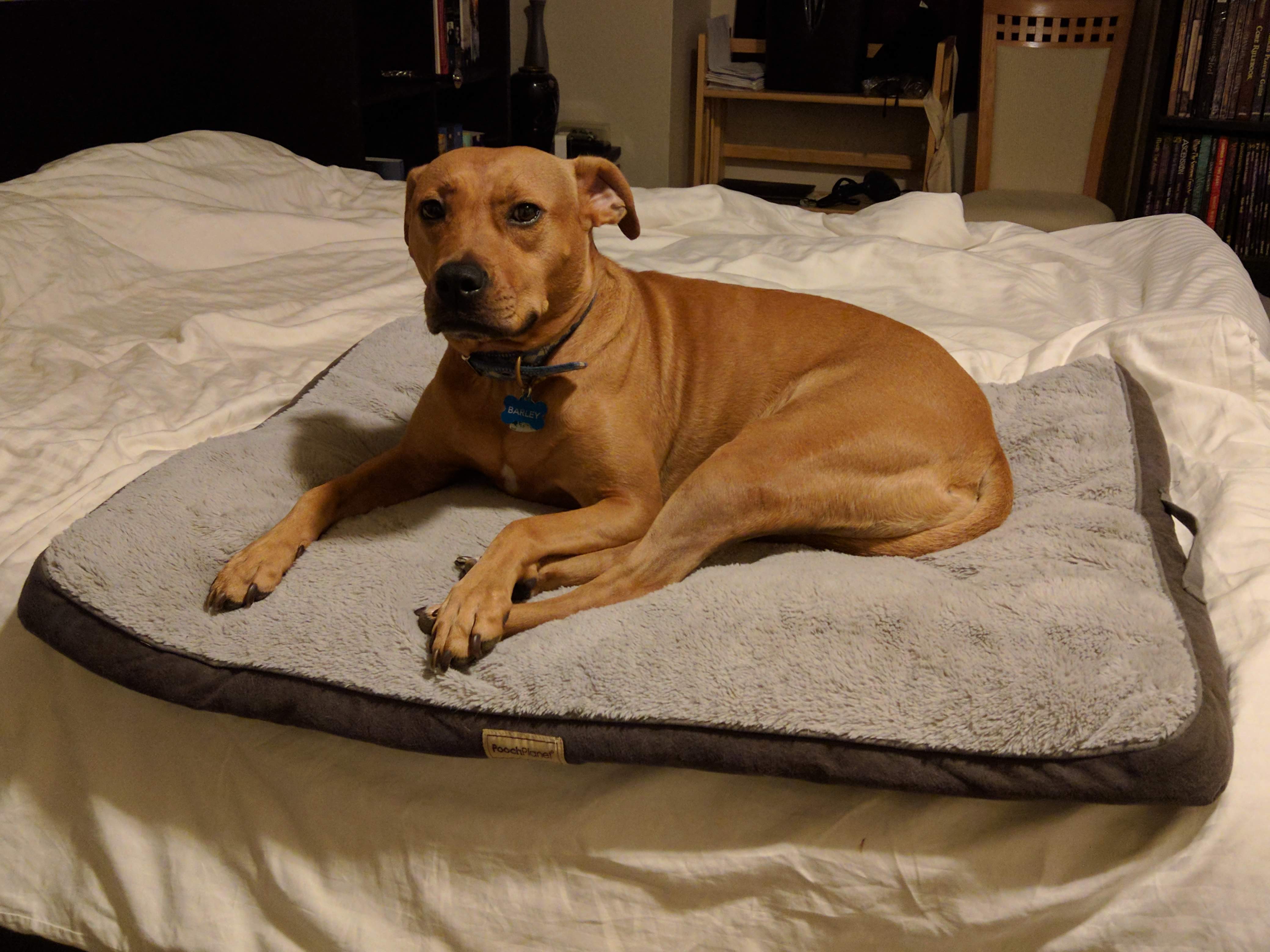 Barley, a dog, lies upon a dog bed, atop a comforter, itself on a full human bed.