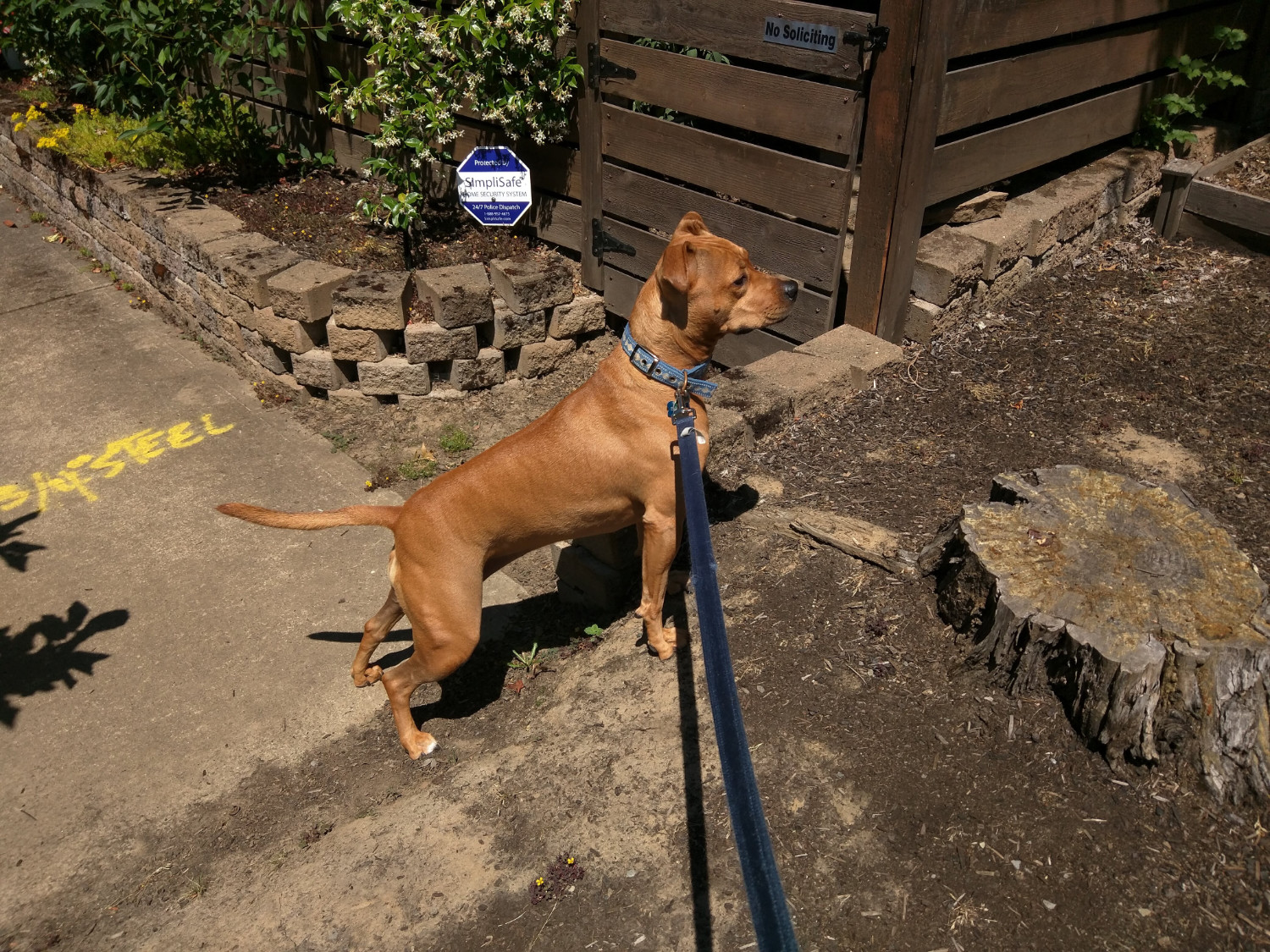 Barley, a dog, stands up as tall as she can to see something out of frame.