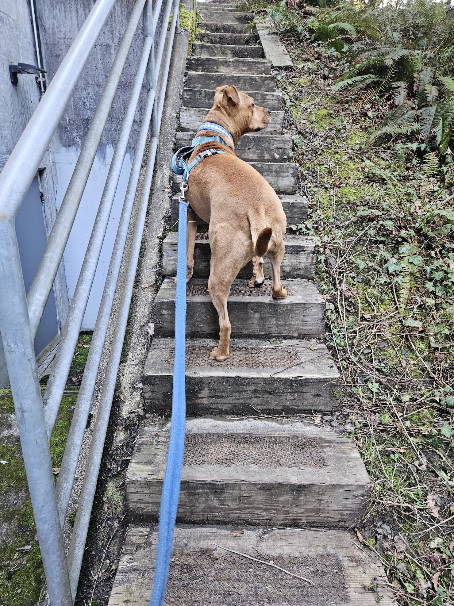 Barley, a dog, scales a flight of stairs weathered and ancient-seeming.