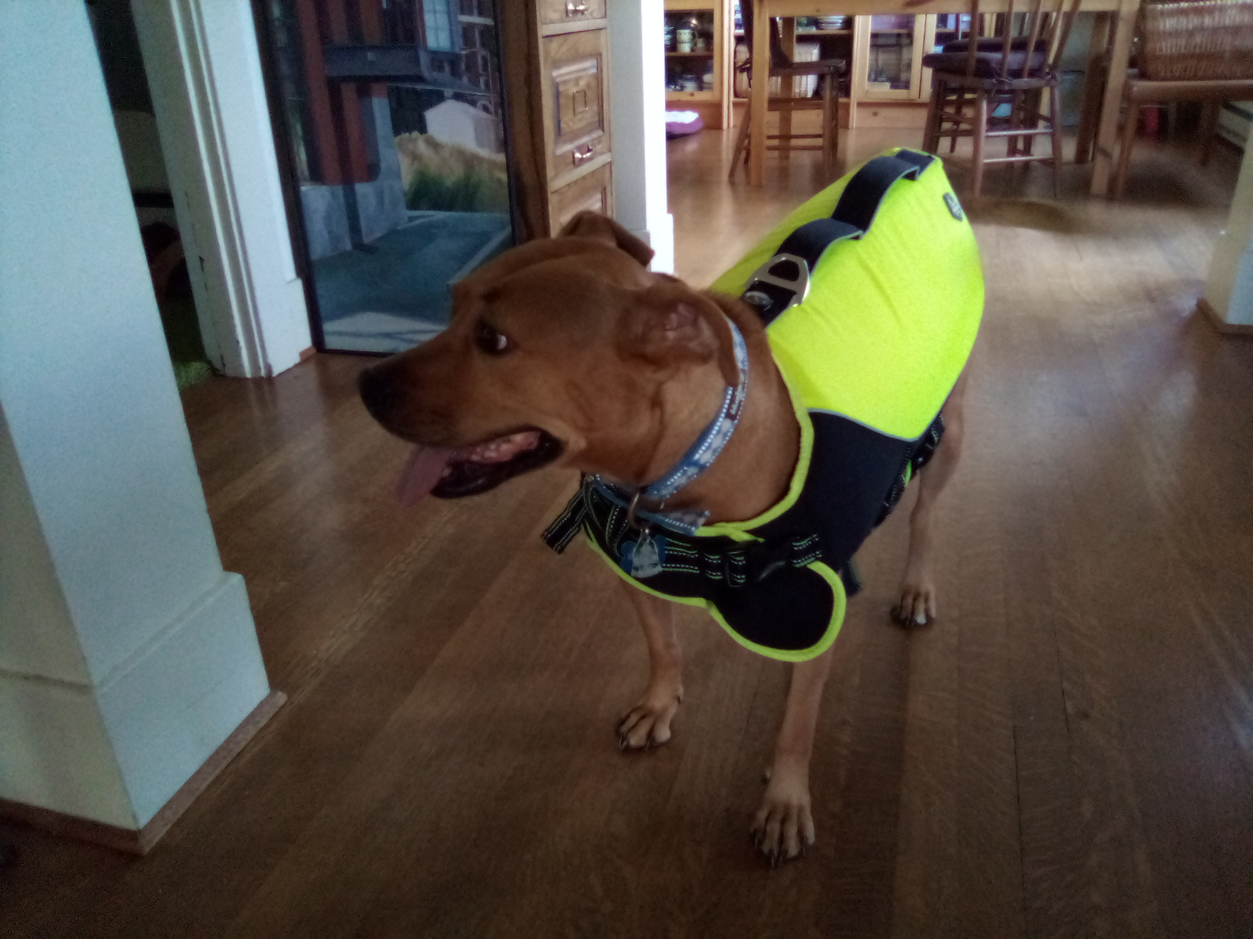 Barley, a dog, wears a very bright slightly large floatation vest.