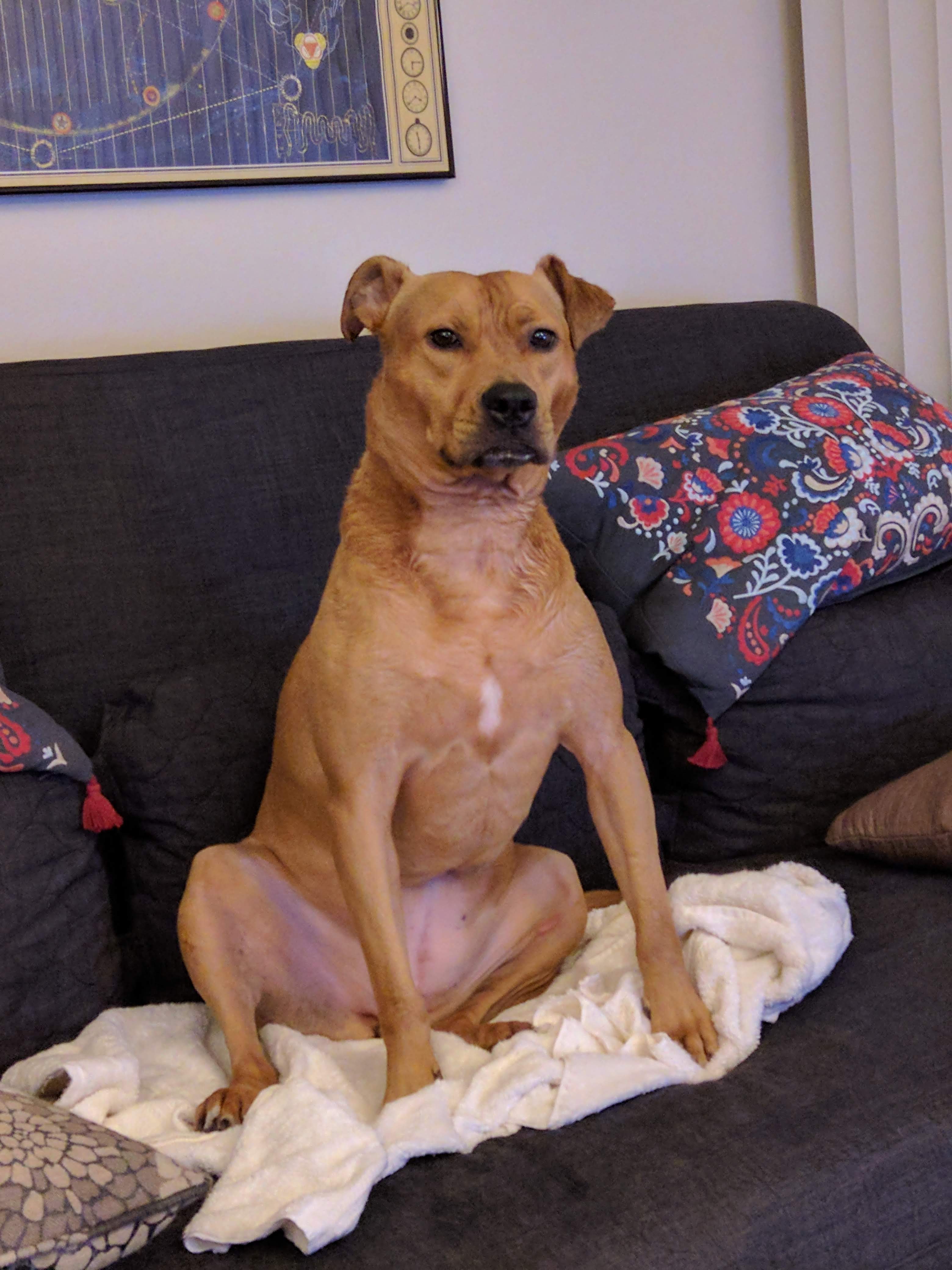 Barley, a dog, sits still somewhat moist from a bath.