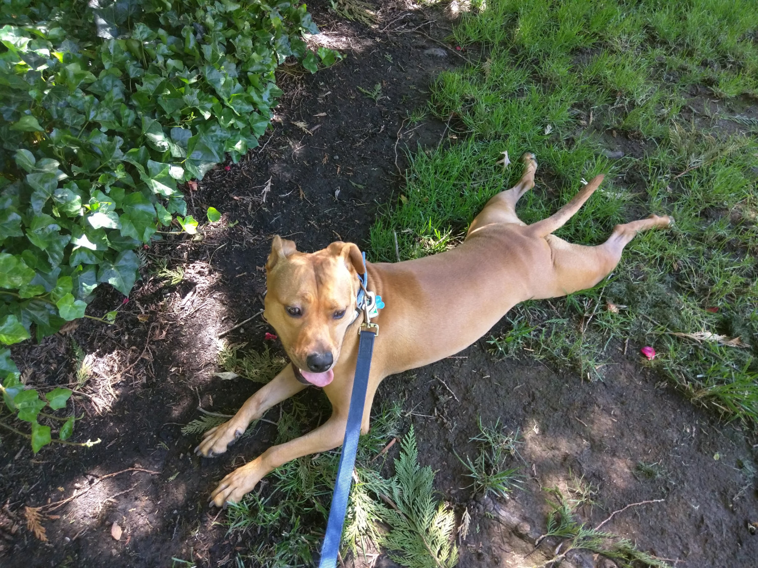 Barley, a dog, bellyflops into lush grass to shed some heat.