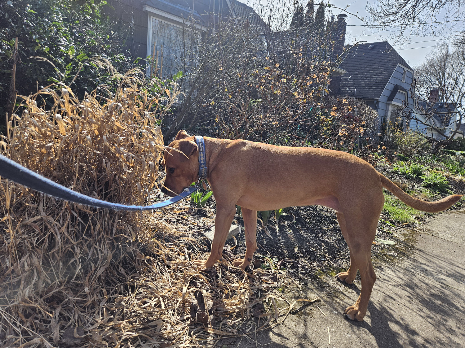 Barley, a dog, scrutinizes a patch of tall, dry grass.