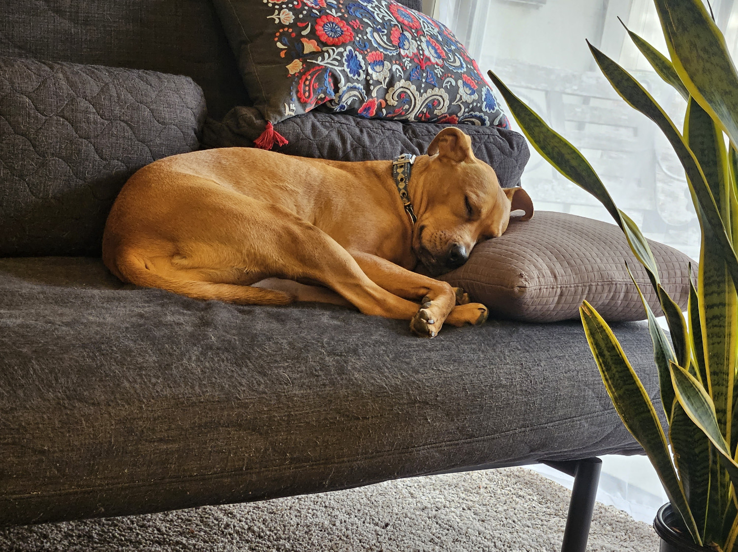 Barley, a dog, sleeps in the sun atop a futon, with all four paws brought together in front of her.