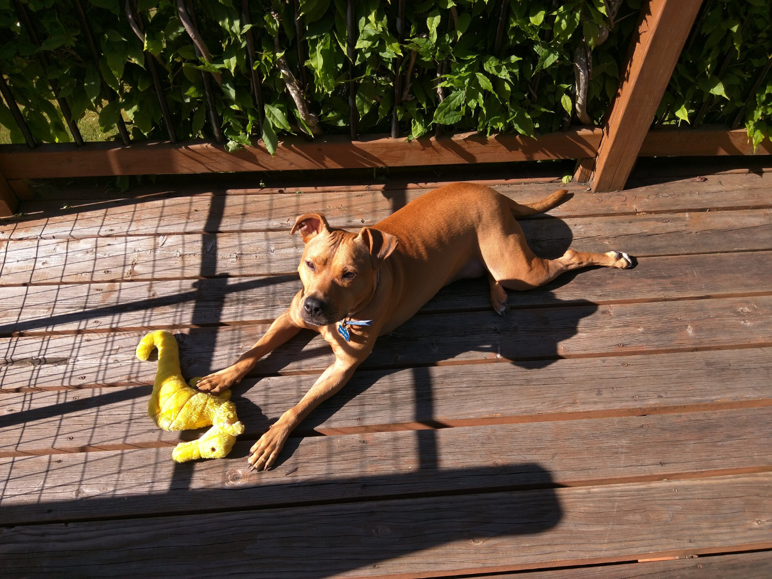 Barley, a dog, squints up through beaming sunshine on a wooden deck, in the company of one of her Stella seahorse toys.