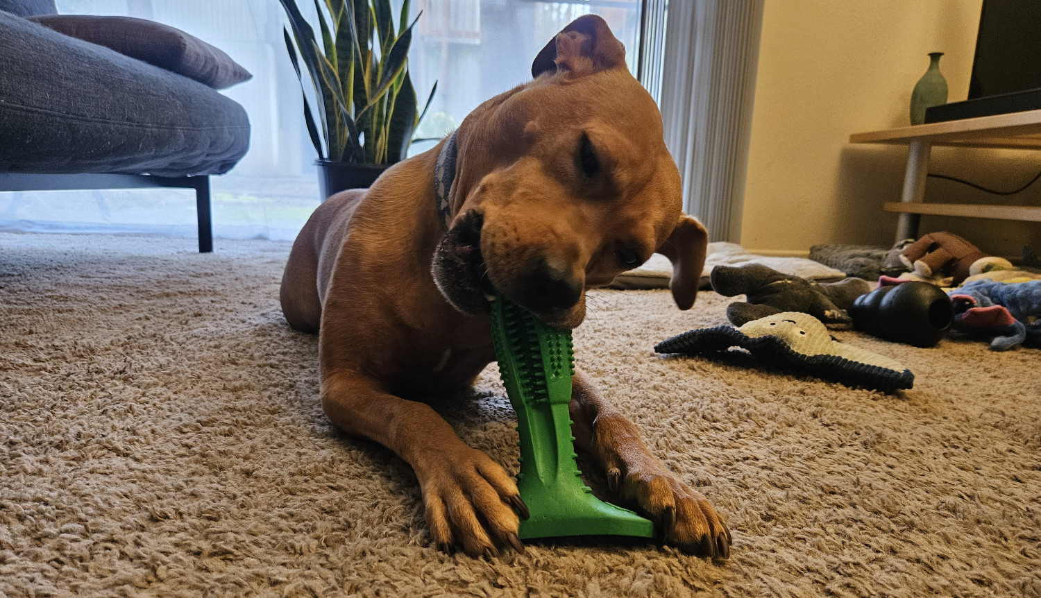 Barley, a dog, cleans her teeth with the benefit of chicken-flavored toothpaste and a curiously shaped chew toy.