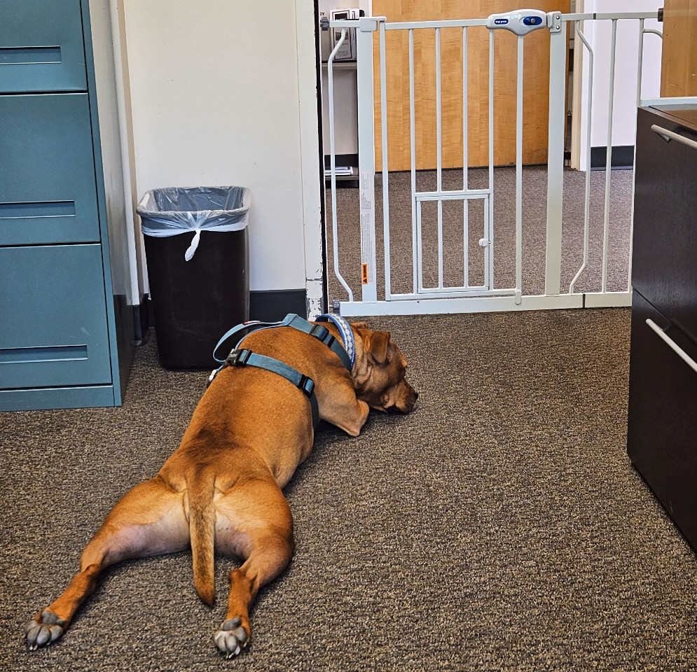 Barley, a dog, sploots in front of an office doorway, blocked by a dog gate, waiting for some friend to bring her a kind word.