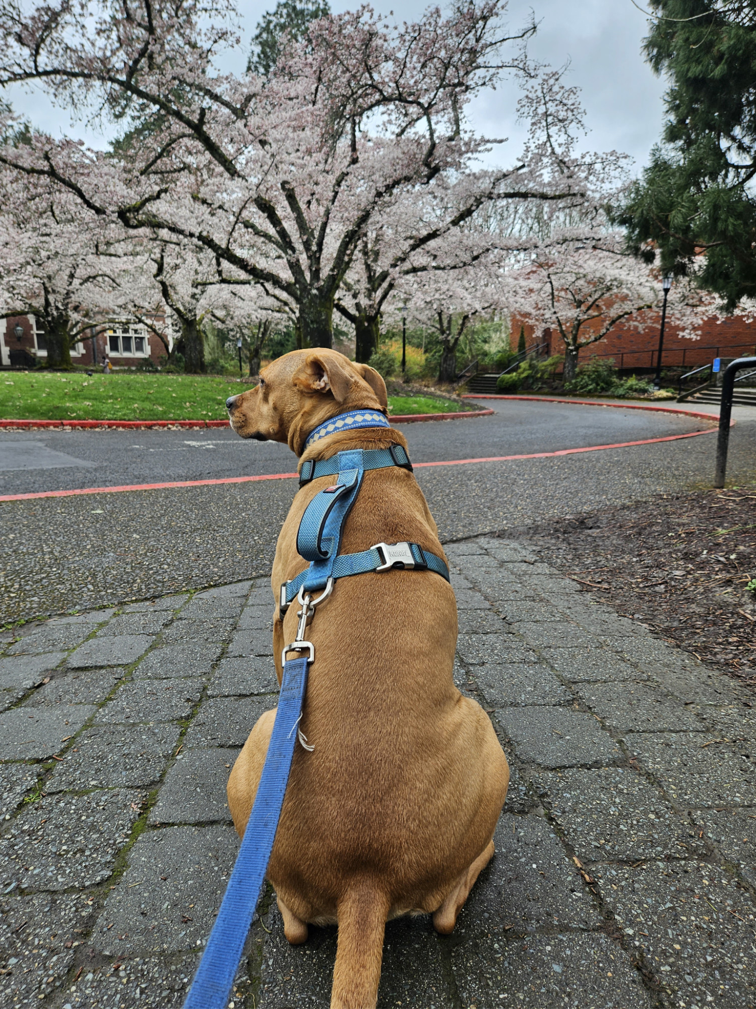 Barley, a dog, sits in view of a cluster of cherry blossoms.