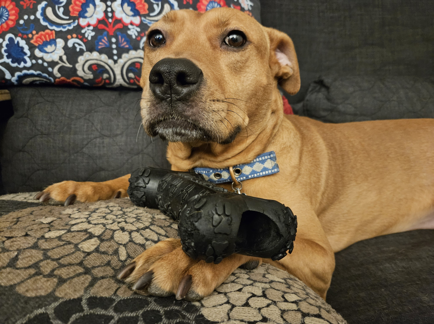 Barley, a dog, displays the business end of a black rubber chew toy in the shape of a hollow bone.