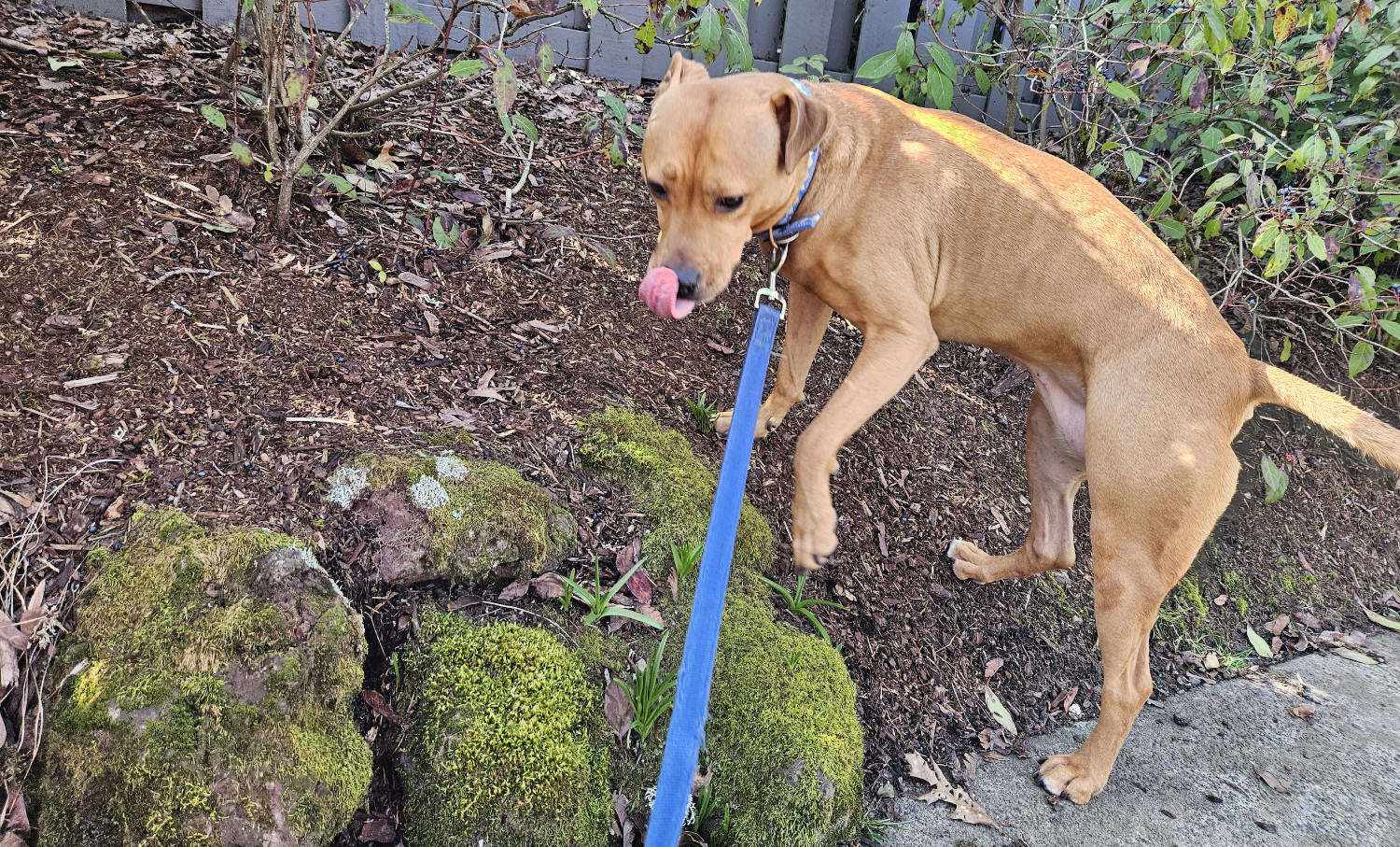 Barley, a dog, licks her nose after a particularly intense session of sniffing.