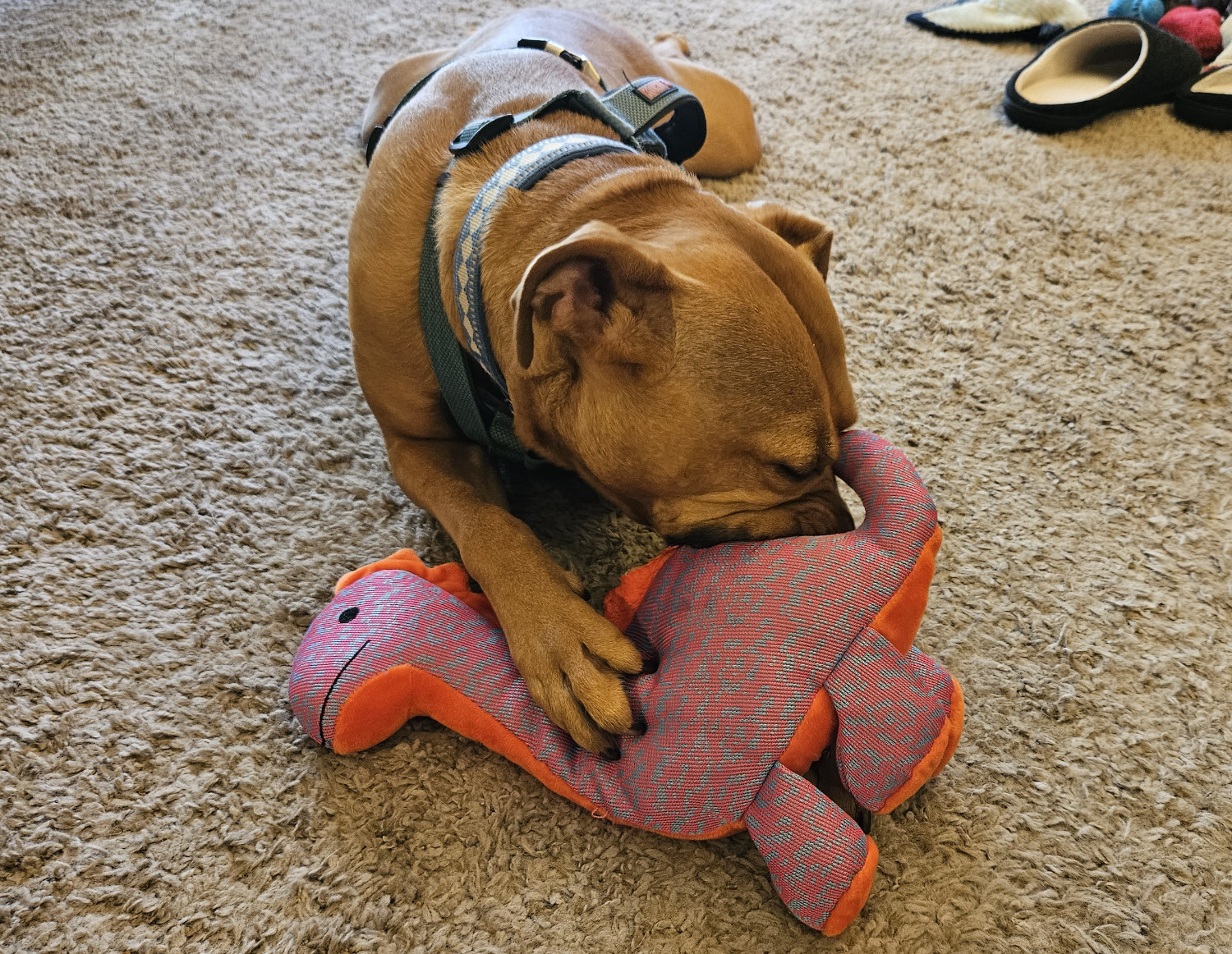 Barley, a dog, meticulously removes the back ridges from a stegosaurus toy.