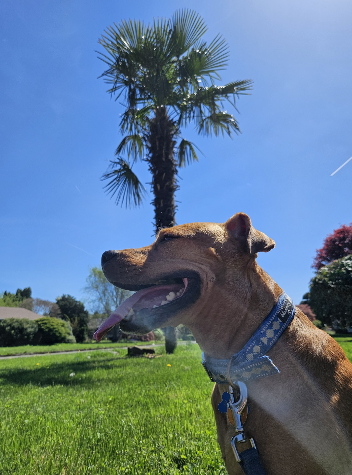 Barley, a dog, sits happily in the sunshine with a lone palm tree in the background.