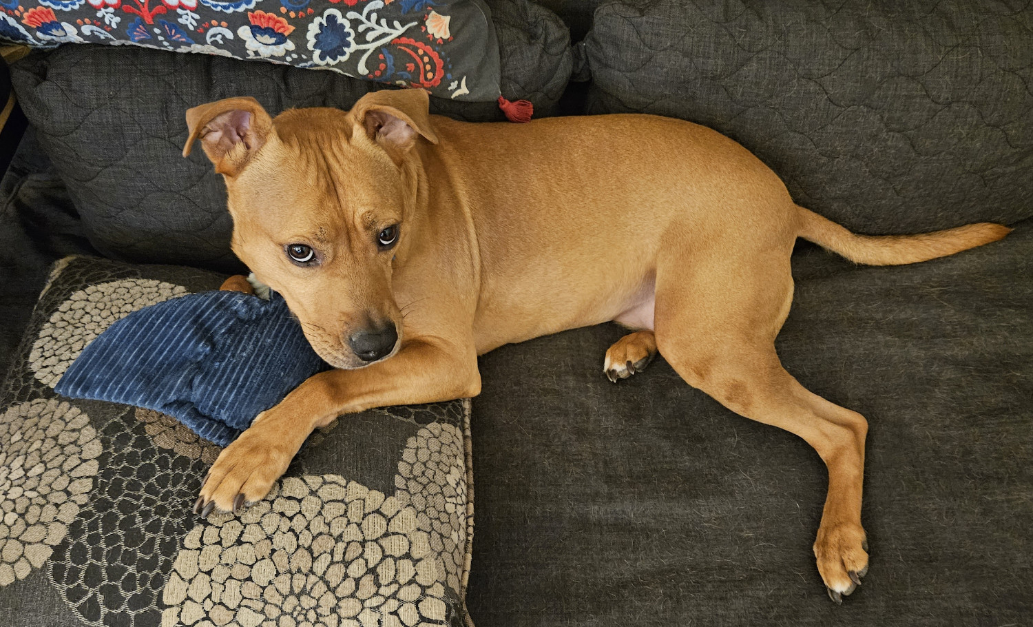 Barley, a dog, sems to strike a particularly dainty pose while considering her manta ray toys.