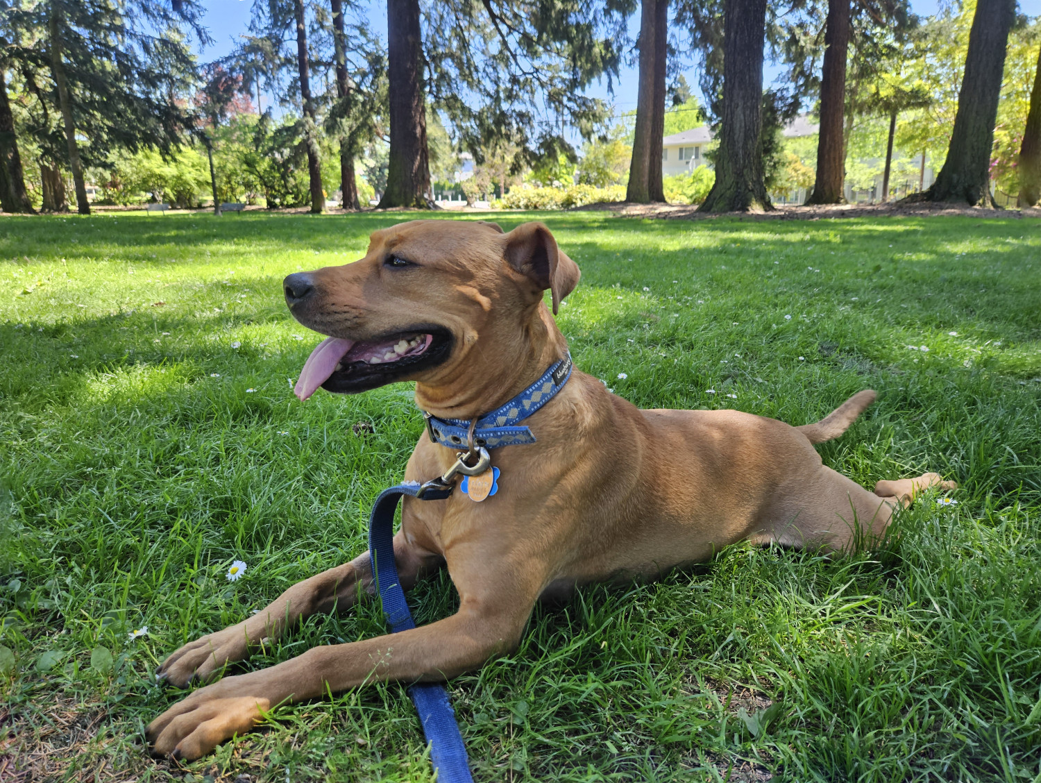 Barley, a dog, lies happily in the cool shade and surveys her surroundings.