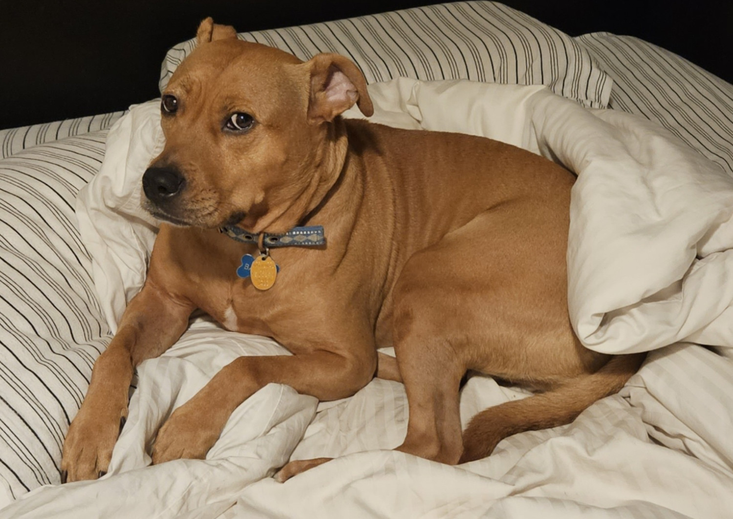 Barley, a dog, has managed to bundle herself up a big in a comforter.