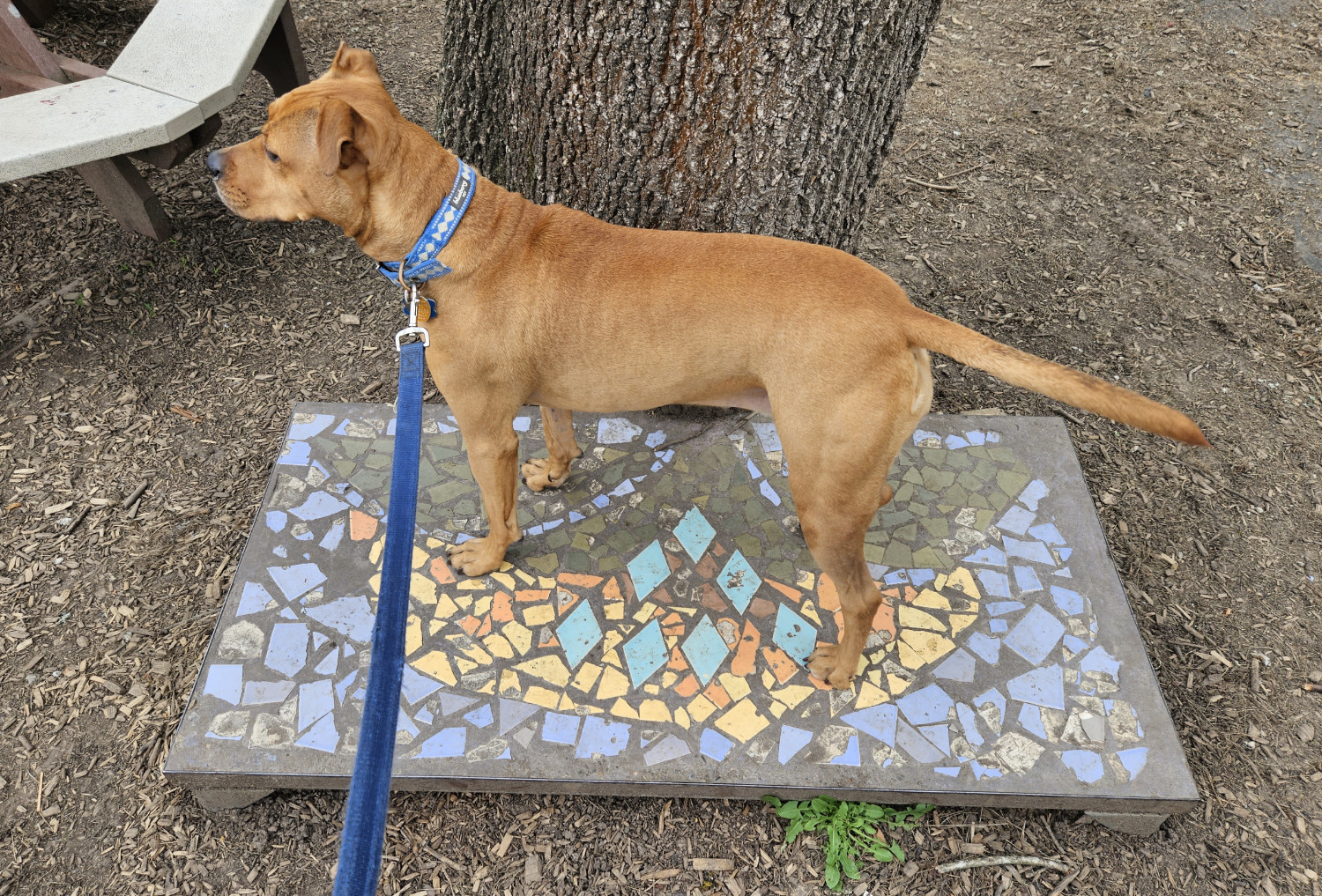 Barley, a dog, stands on a small platform decorated with a fading abstract mosaic of blue, yellow, green, and orange tiles.