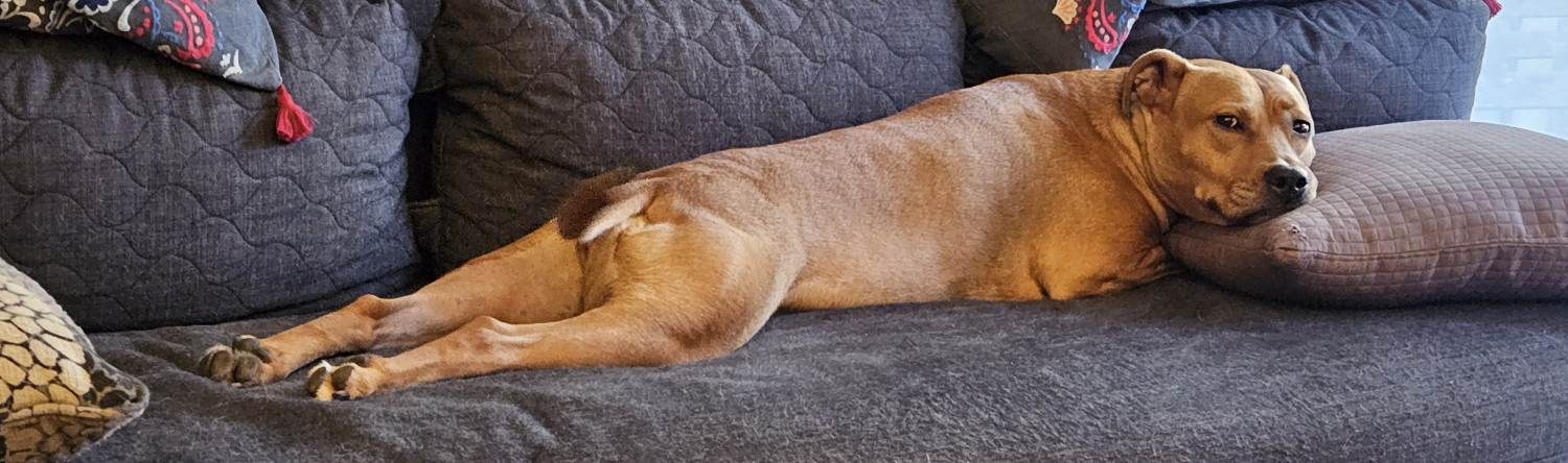 Barley, a dog, lies flat on her belly with her legs stretched out behind her, and looks back over her shoulder at the camera.