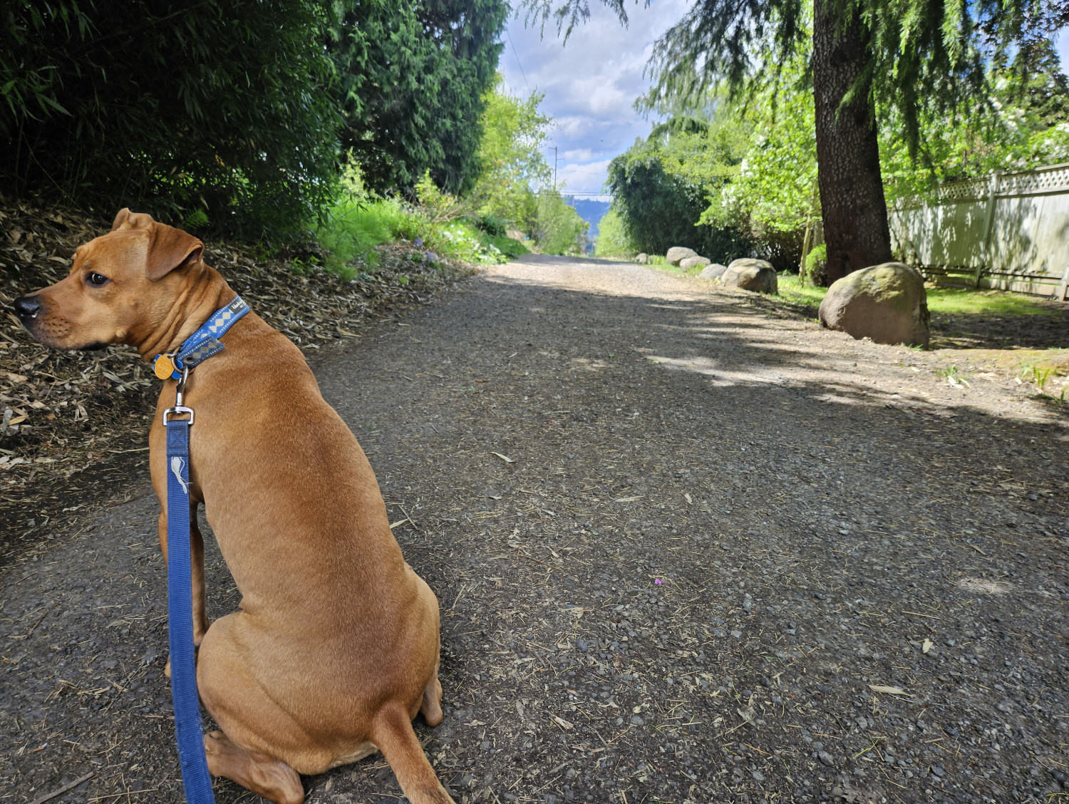 Barley, a dog, glances back from assessing a gravel road stretching into the distance.