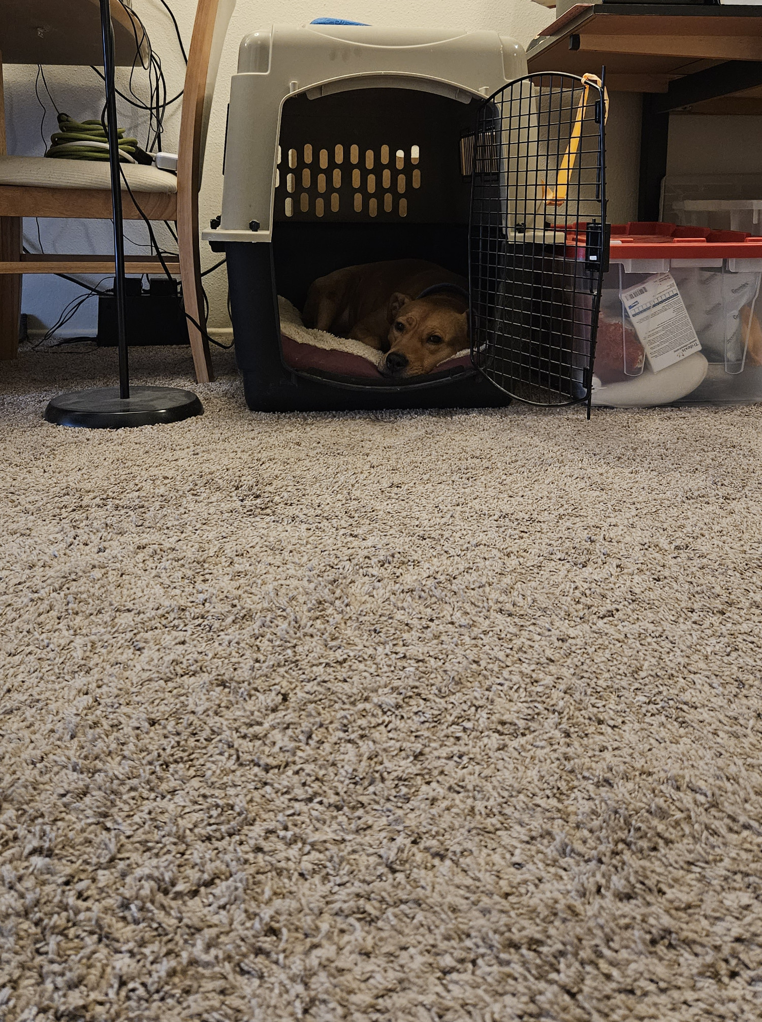 Barley, a dog, gazes longingly at the camera from the comfort of her crate.