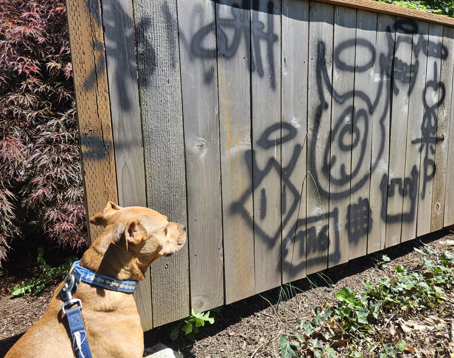 Barley, a dog, considers some recent tags on a wooden fence.