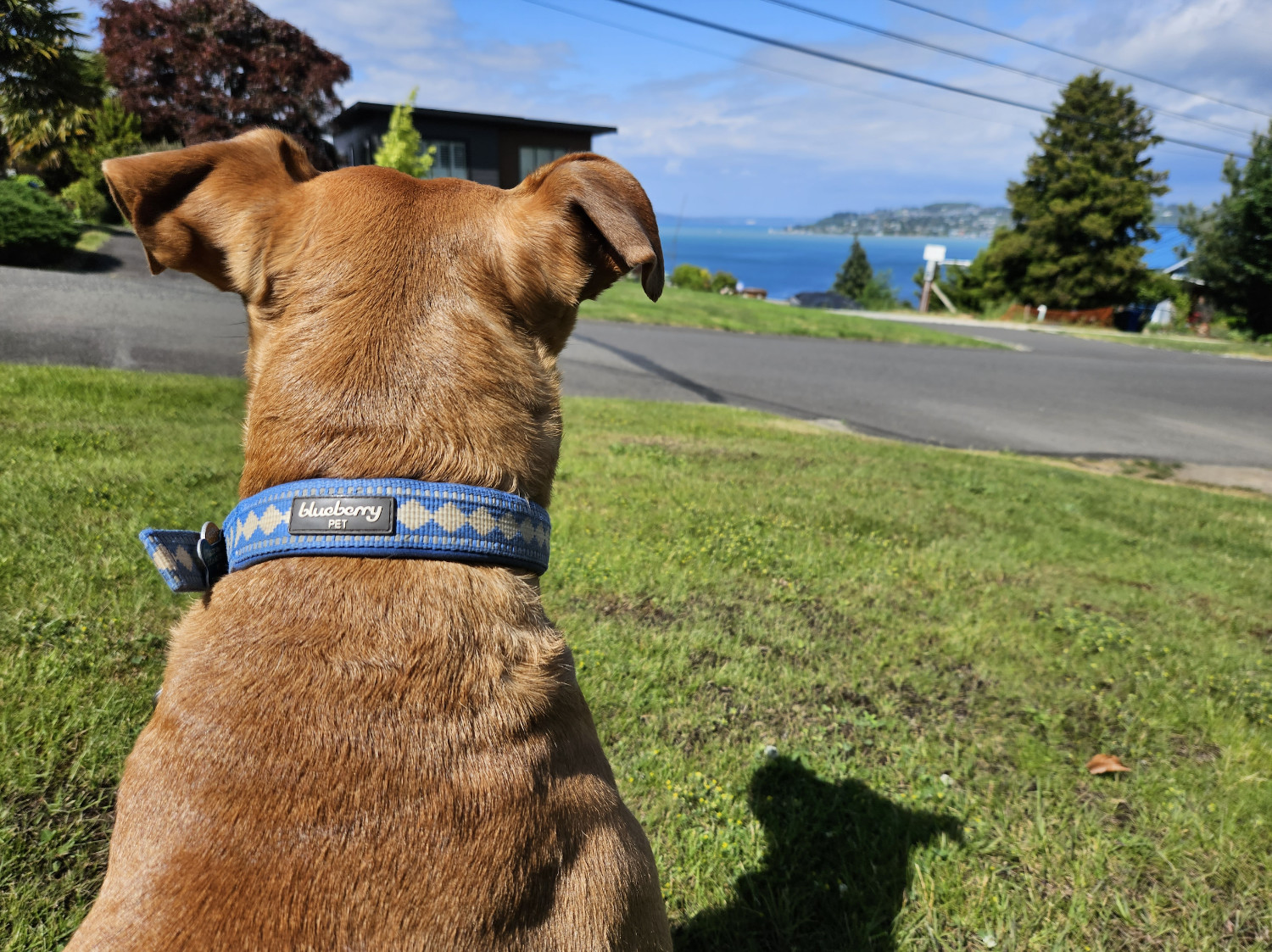 Barley, a dog, stares out toward a distant body of salt water.