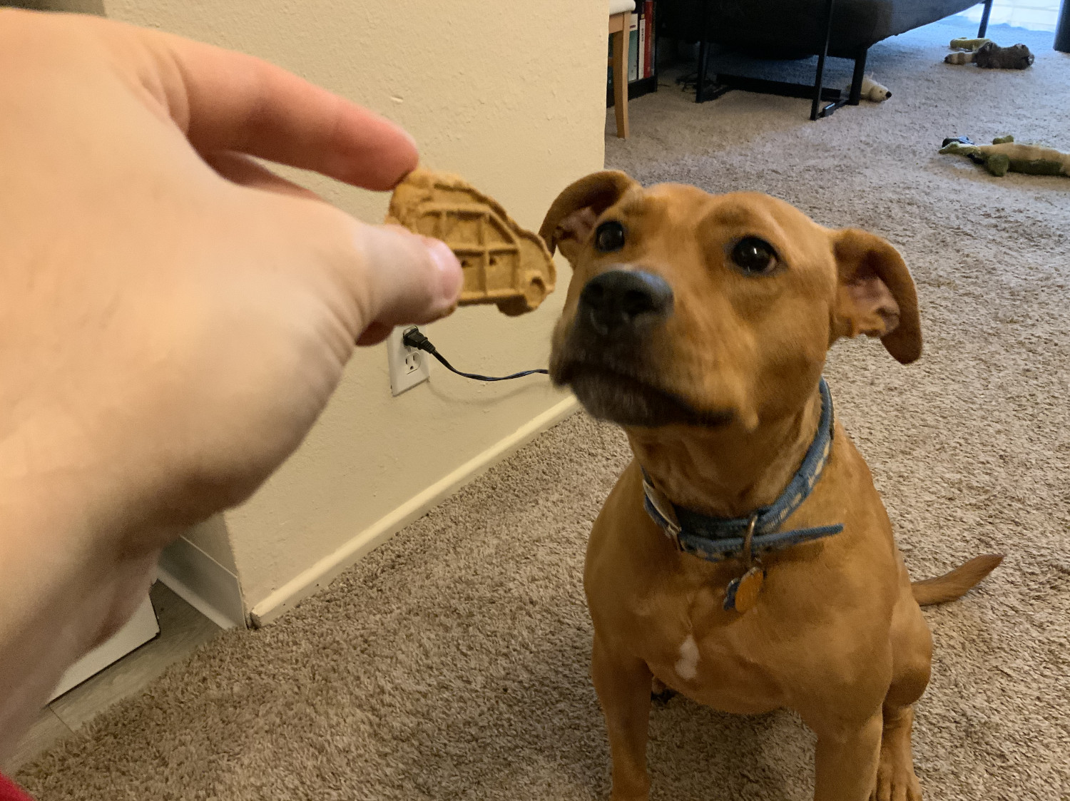 Barley, a dog, leans in toward the treat.