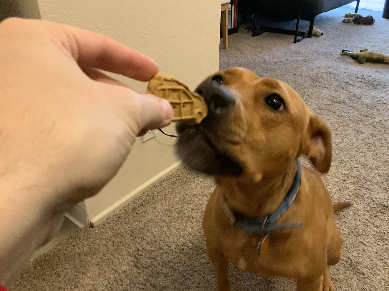 Barley, a dog, makes her move to chomp the treat.