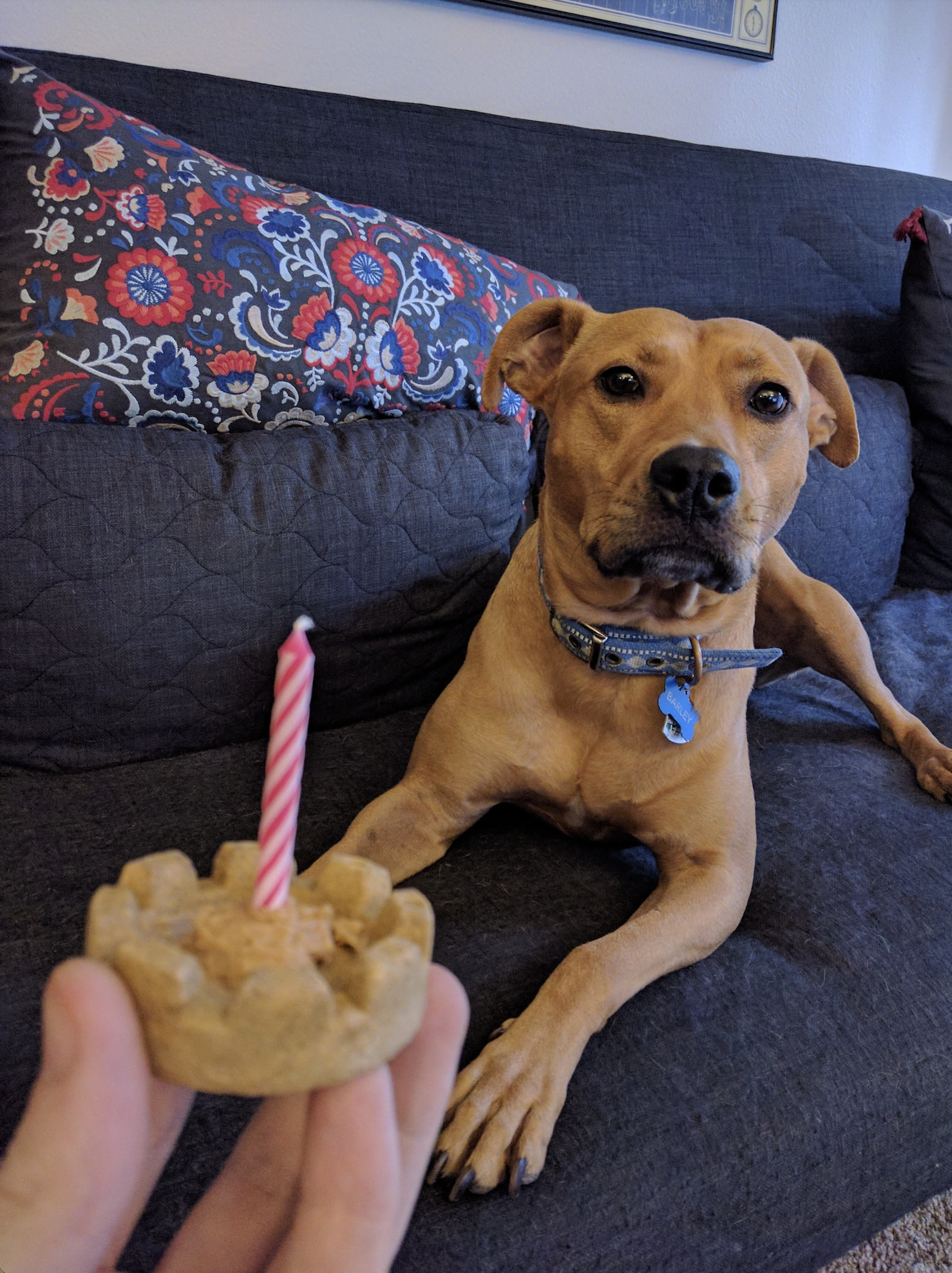 Barley, a dog, knows that a treat is before her, but does not understand that it is a birthday treat.