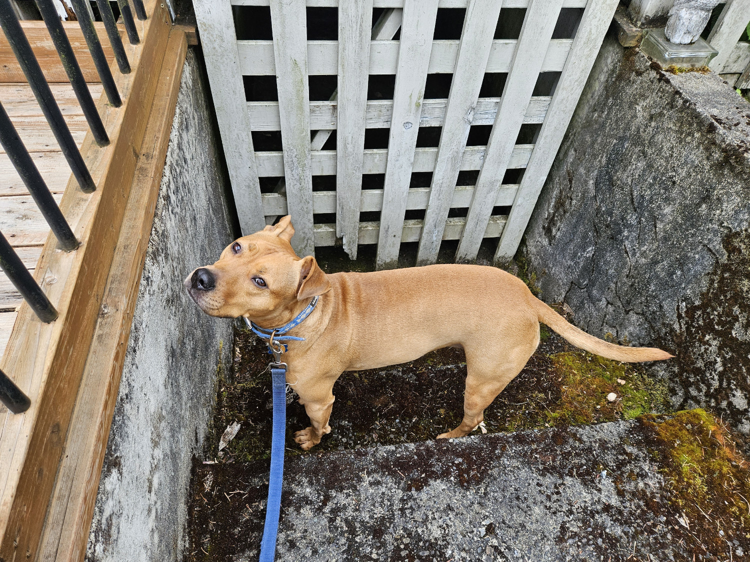 Barley, a dog, stands near the bottom of a concrete stairway, in front of a beleaguered wooden gate.